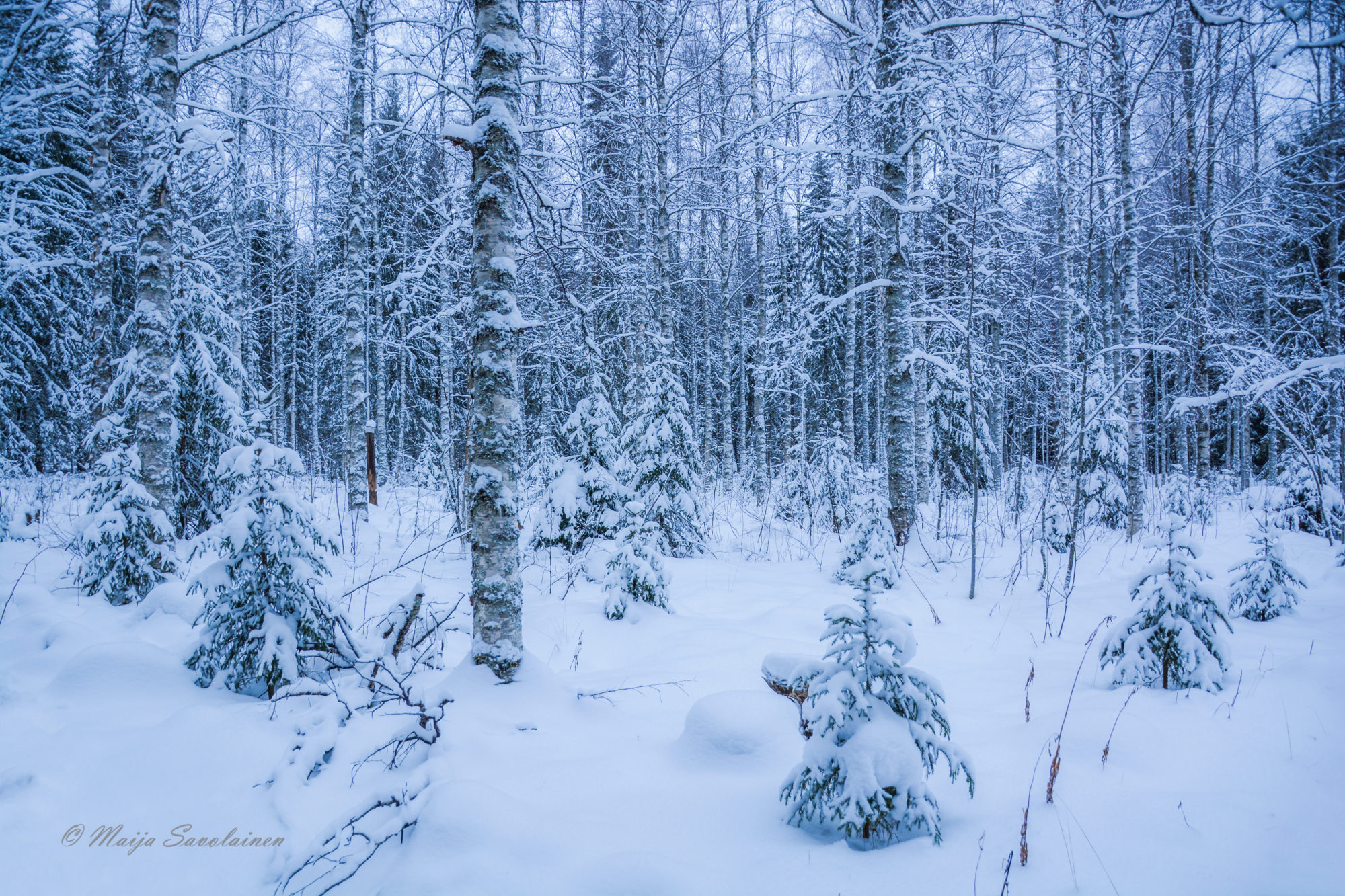Valokuvaaja: Maija Savolainen
