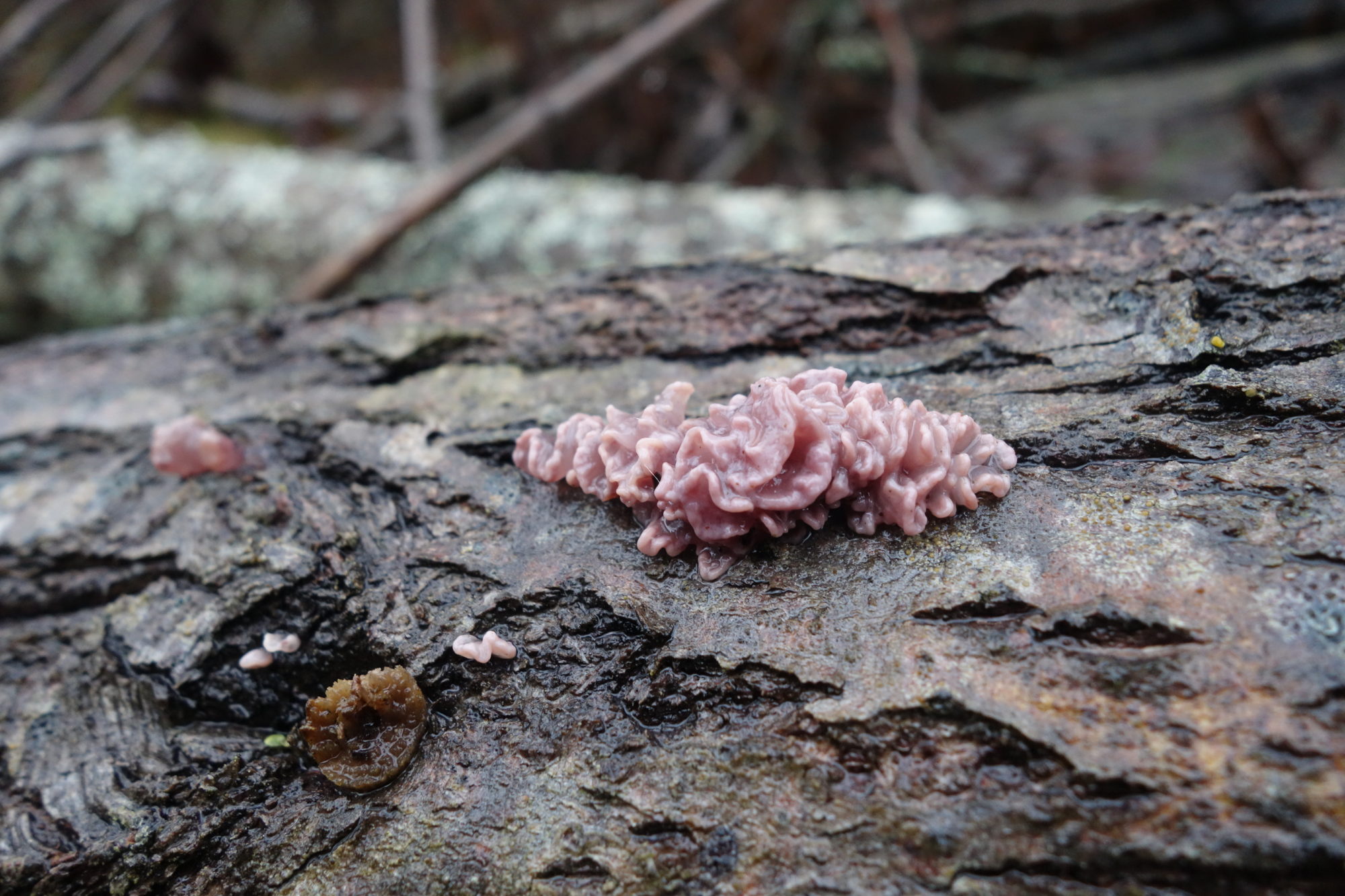 Valokuvaaja: Kaarina Heiskanen