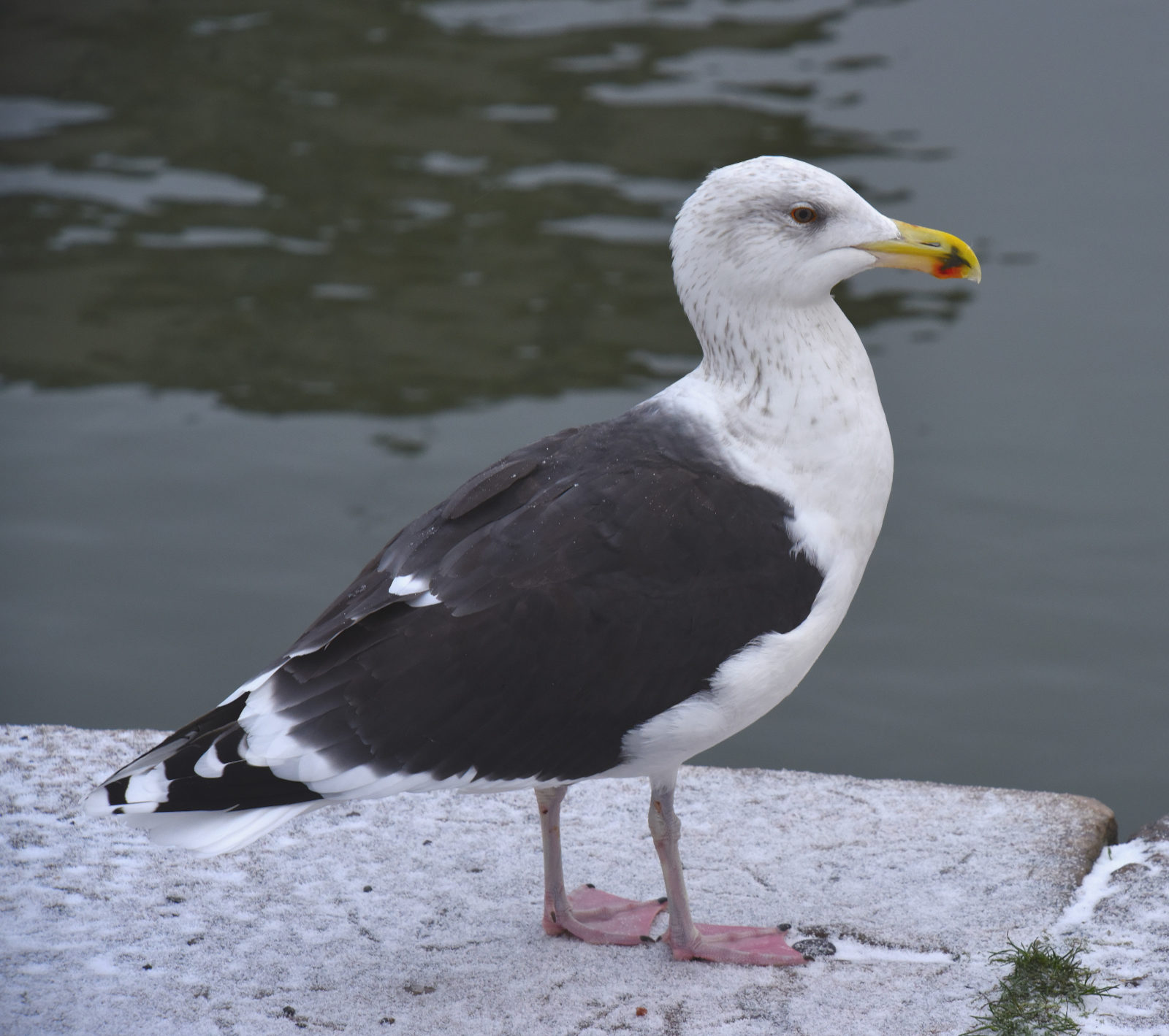 Valokuvaaja: Reijo Juurinen Valokuvaaja: Reijo Juurinen