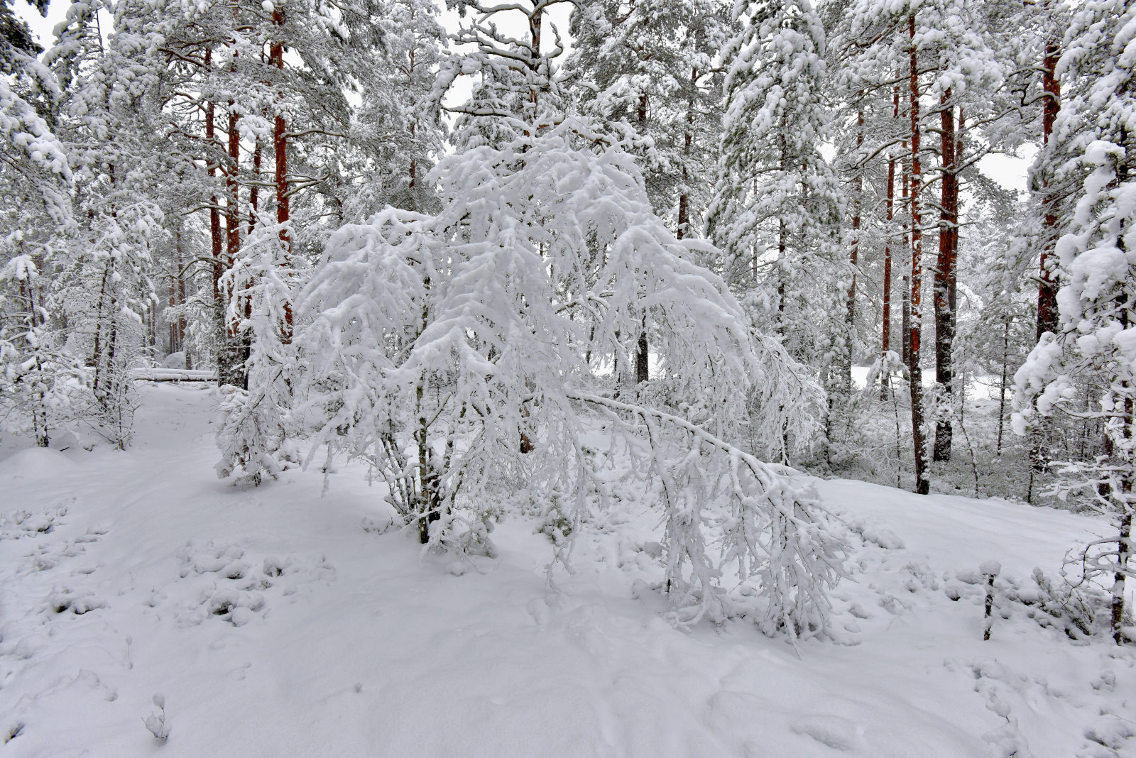 Valokuvaaja: Reijo Juurinen