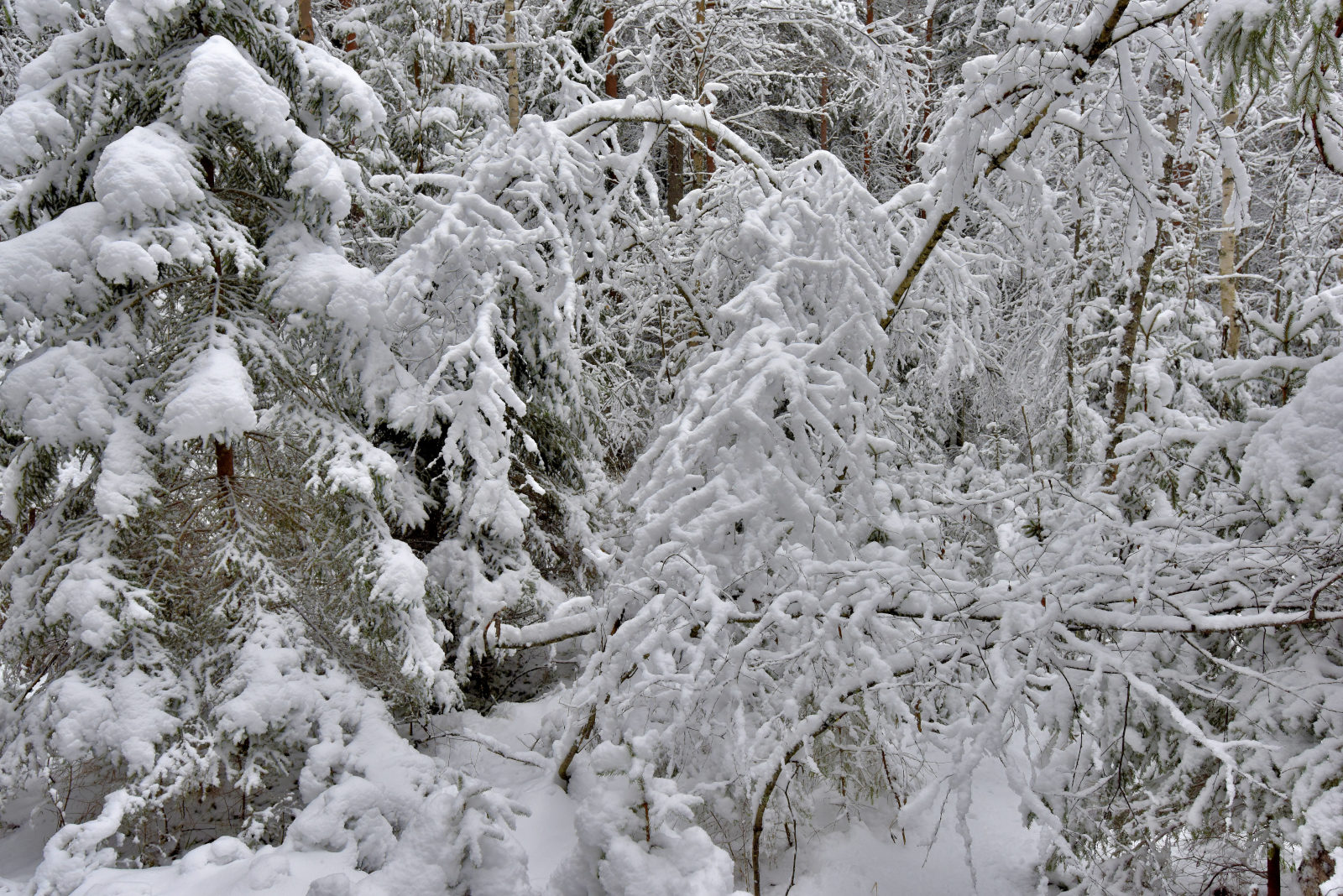 Valokuvaaja: Reijo Juurinen