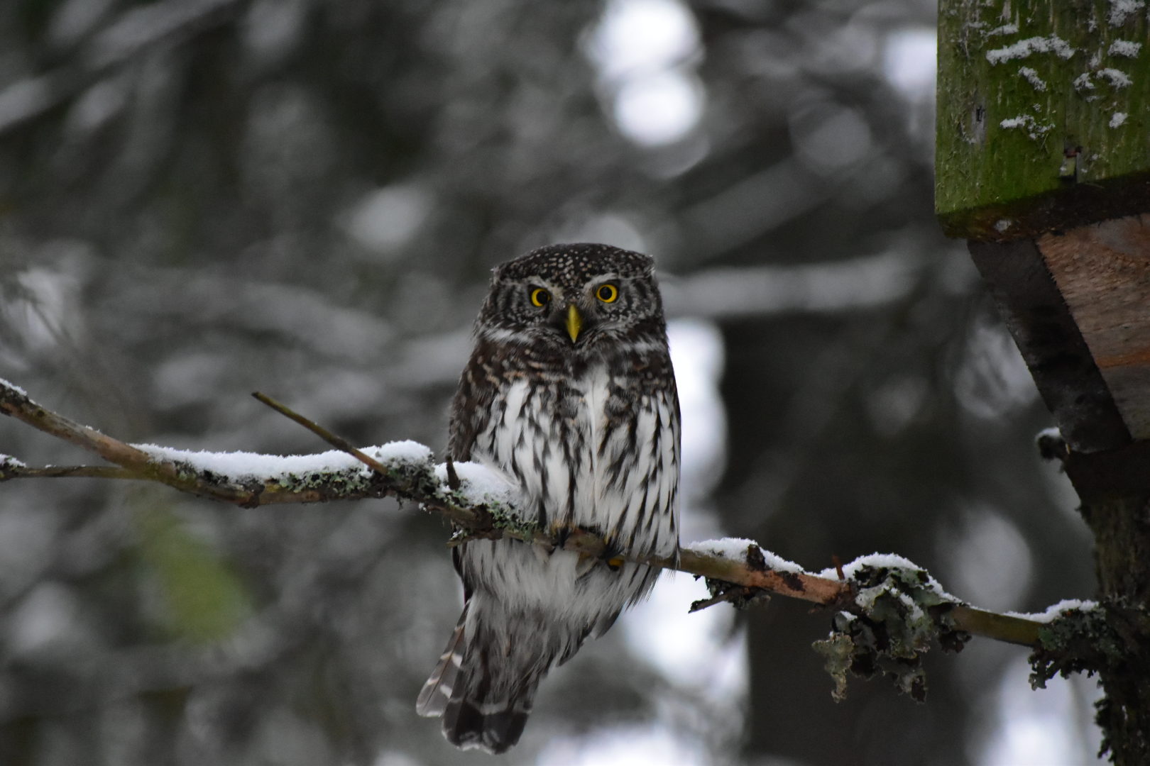 Valokuvaaja: Jyri Oksanen Valokuvaaja: Jyri Oksanen