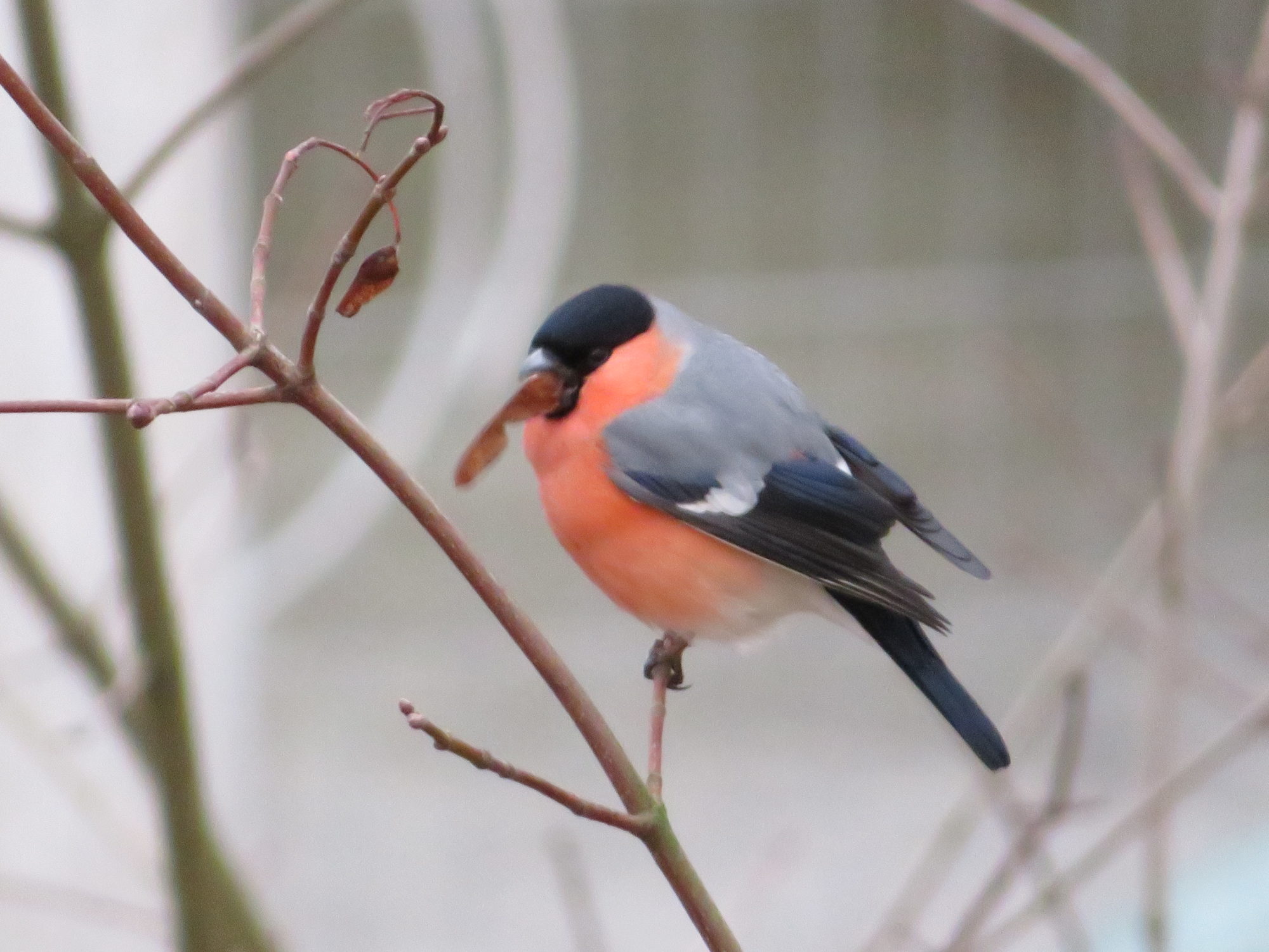 Valokuvaaja: Risto Kangassalo