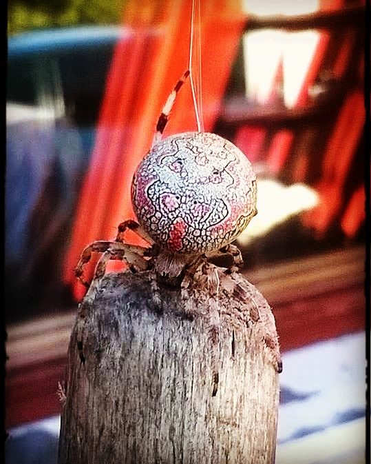 Valokuvaaja: Miia Markkanen-Romo