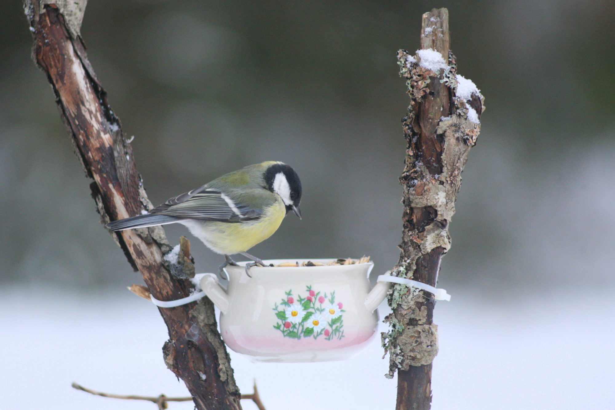 Valokuvaaja: Kaarlo Asikainen