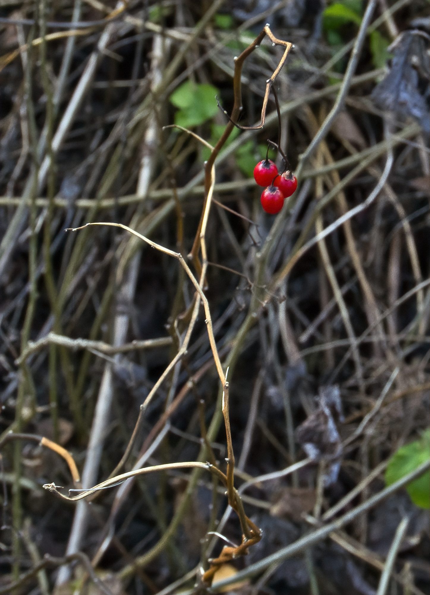 Valokuvaaja: Robert Lindell