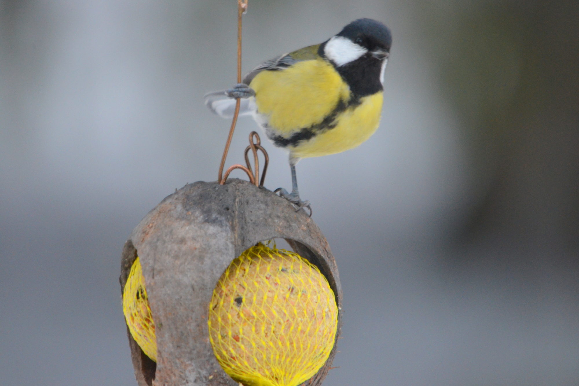 Valokuvaaja: Kaarlo Asikainen