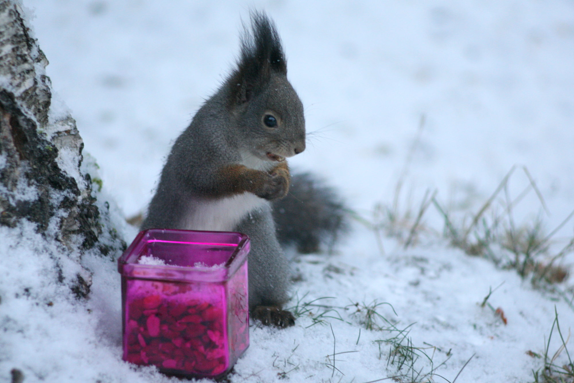 Valokuvaaja: Kaarlo Asikainen