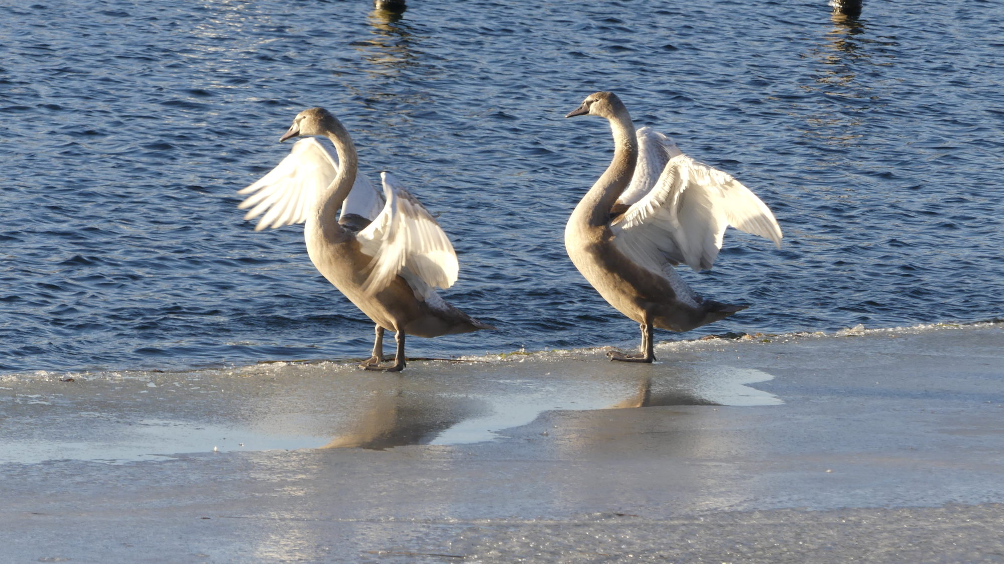 Valokuvaaja: Martti Valtonen