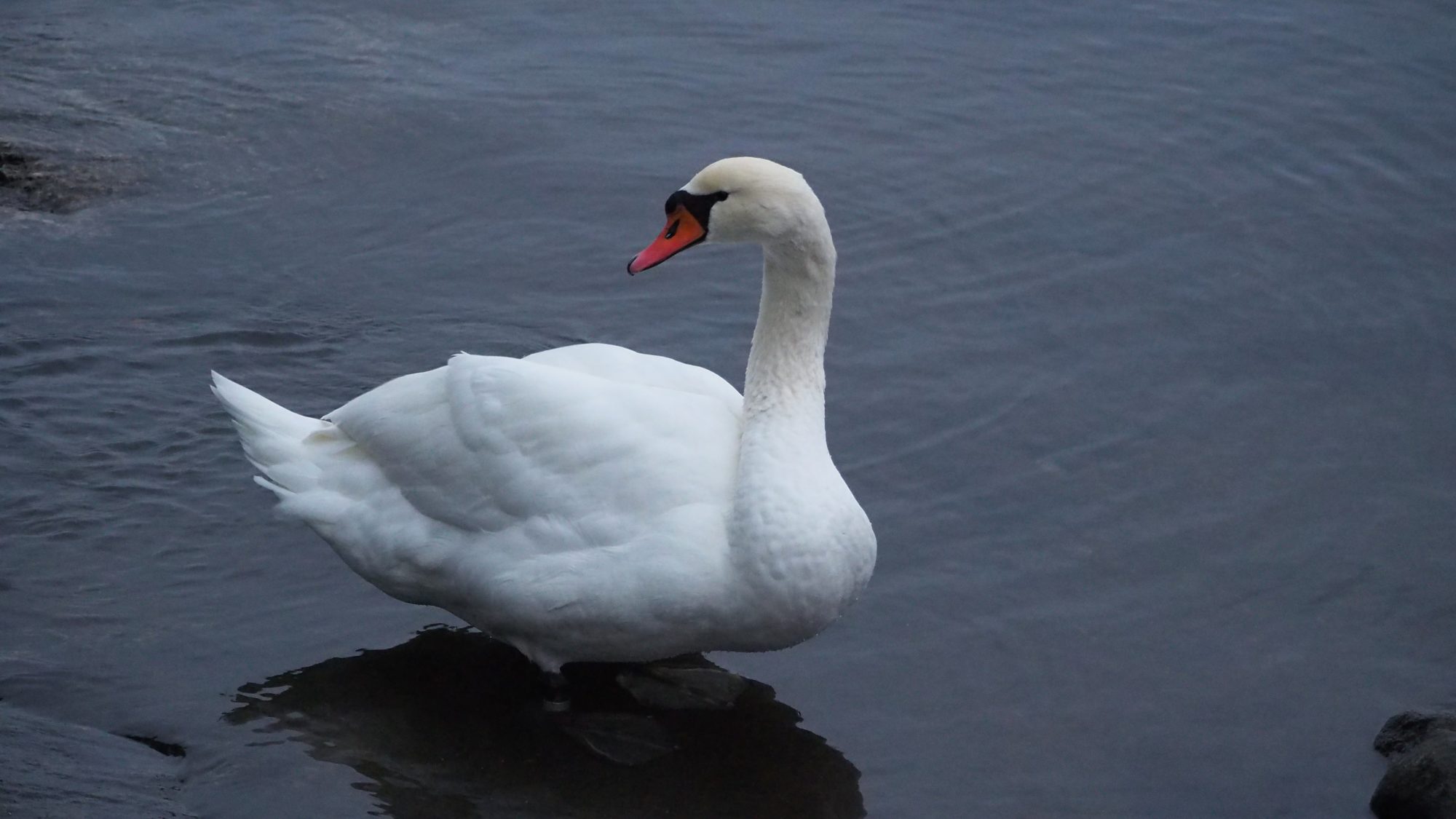 Valokuvaaja: Arja Valtonen