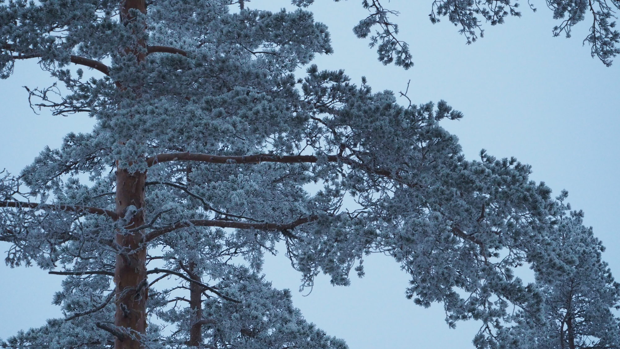 Valokuvaaja: Arja Valtonen Valokuvaaja: Arja Valtonen