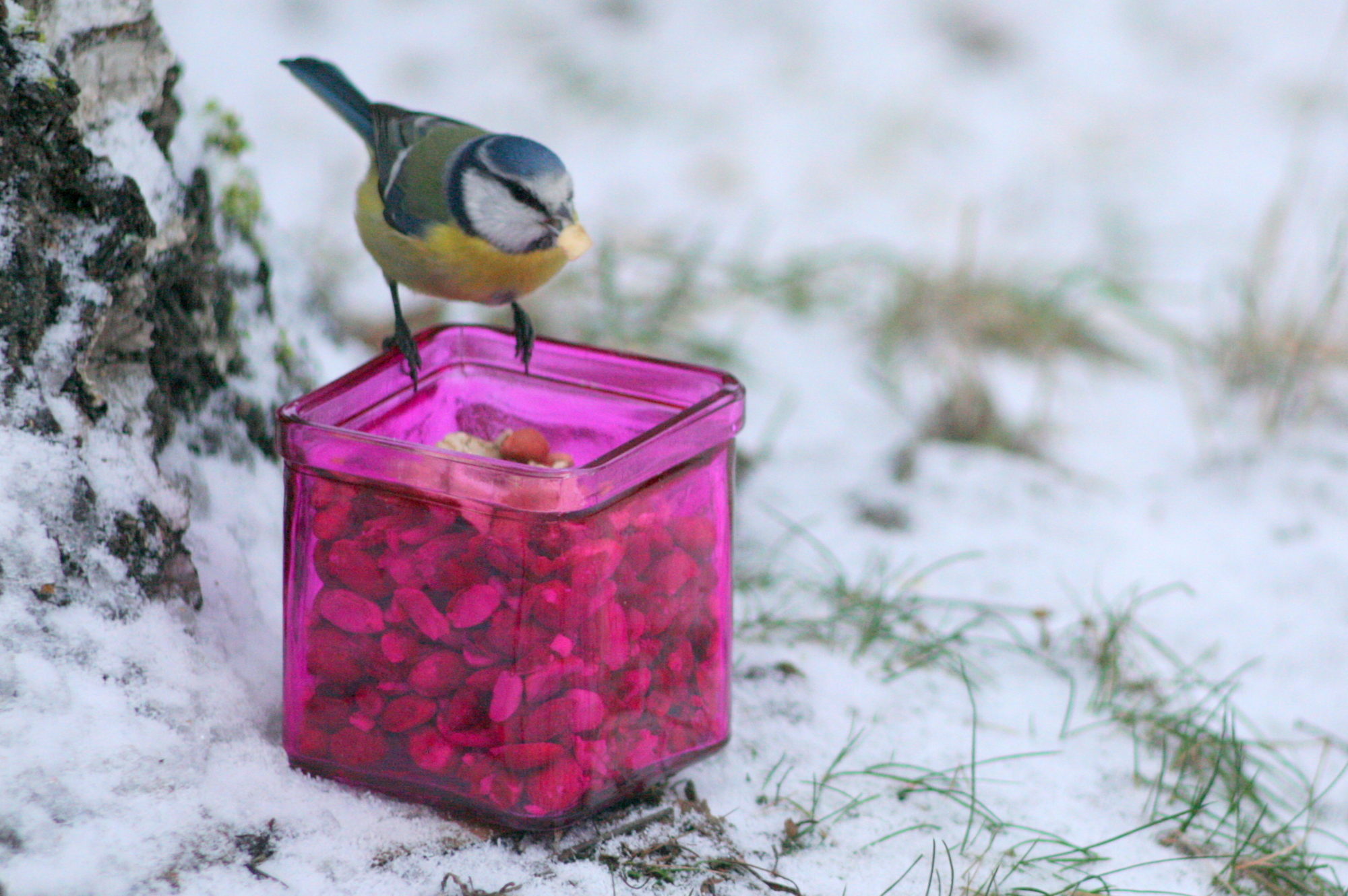 Valokuvaaja: Kaarlo Asikainen