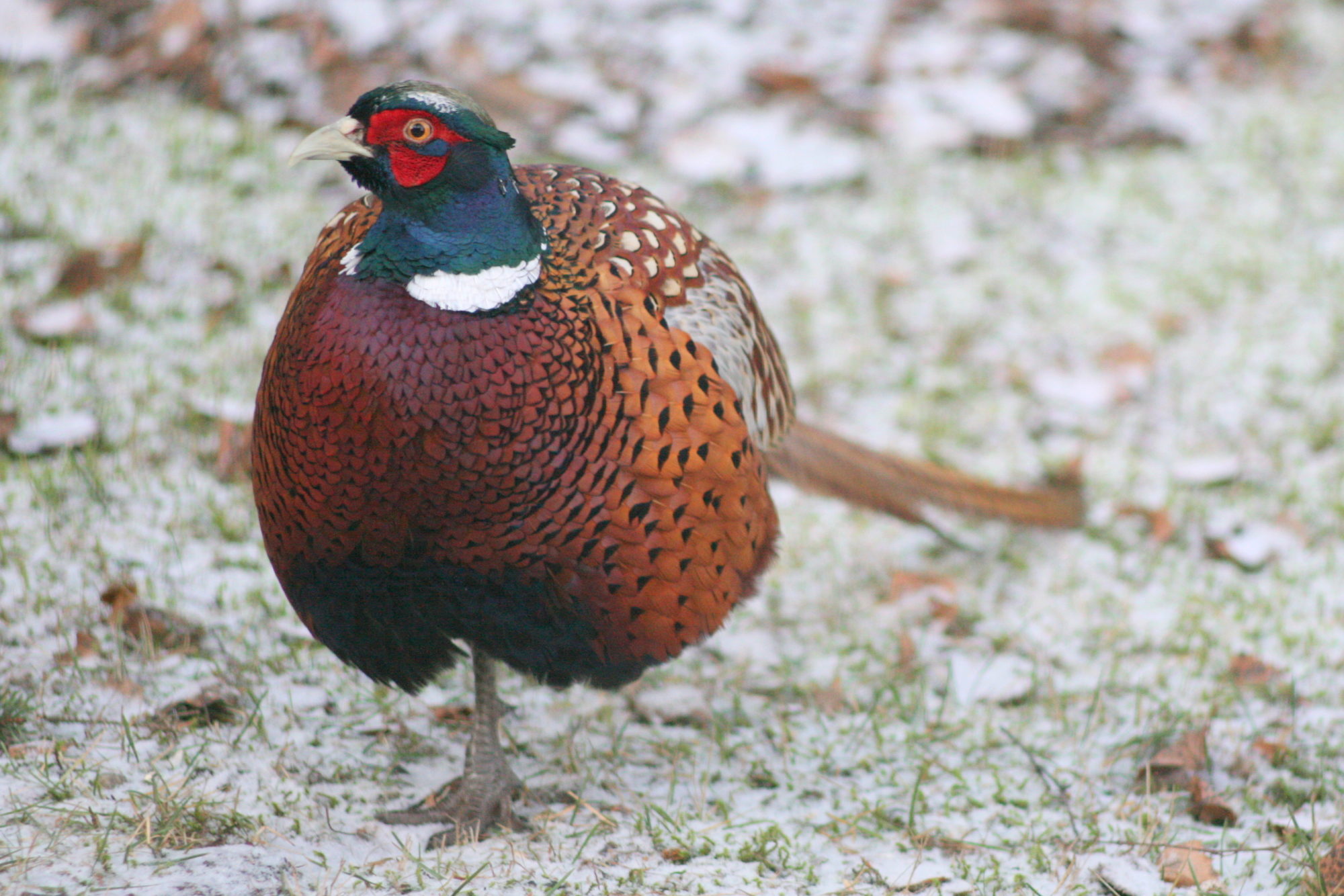 Valokuvaaja: Kaarlo Asikainen