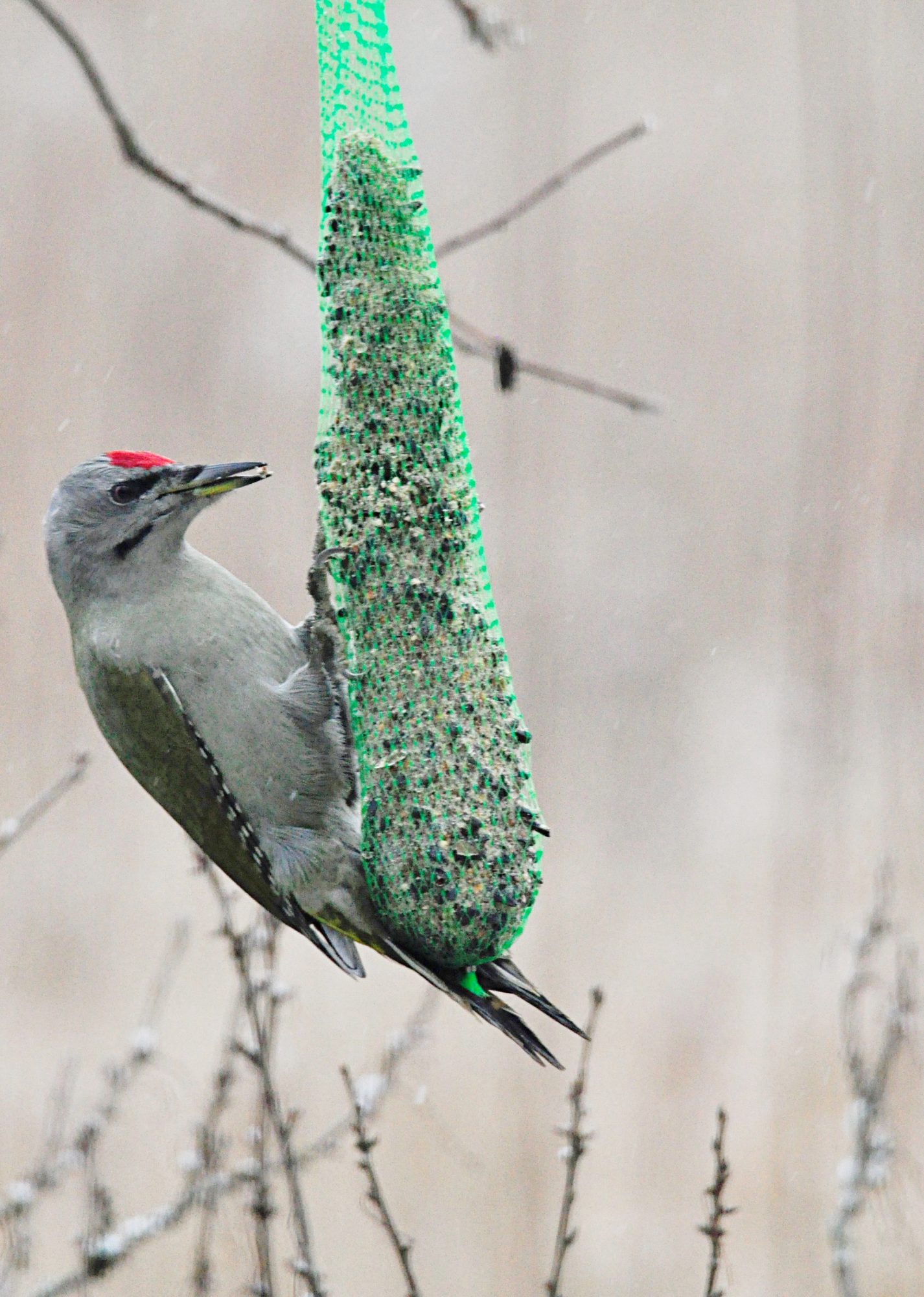 Valokuvaaja: Jenni Merilä