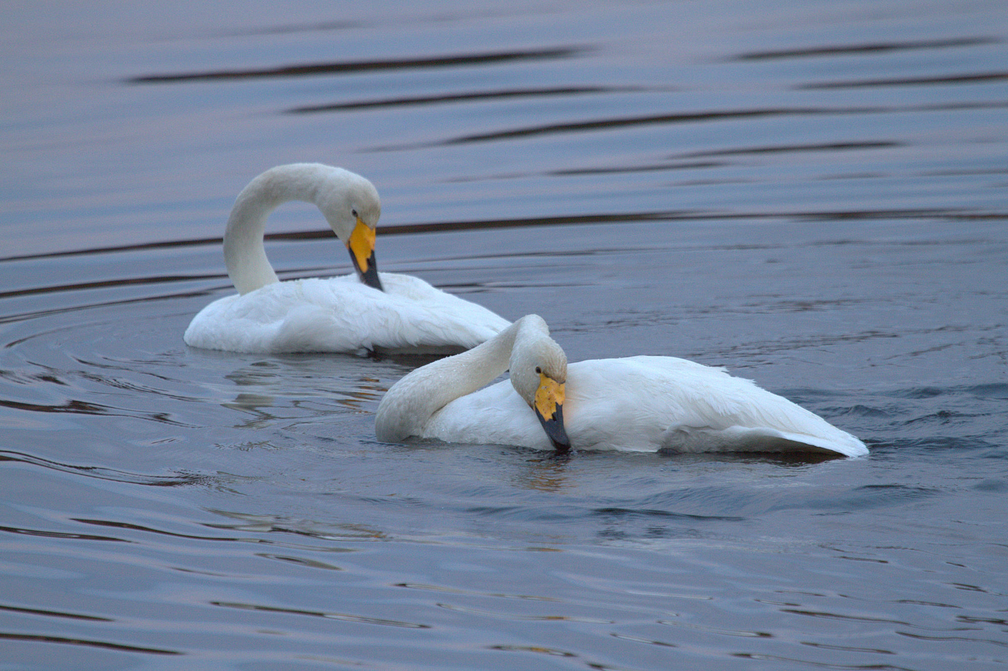 Valokuvaaja: Sirpa jyske