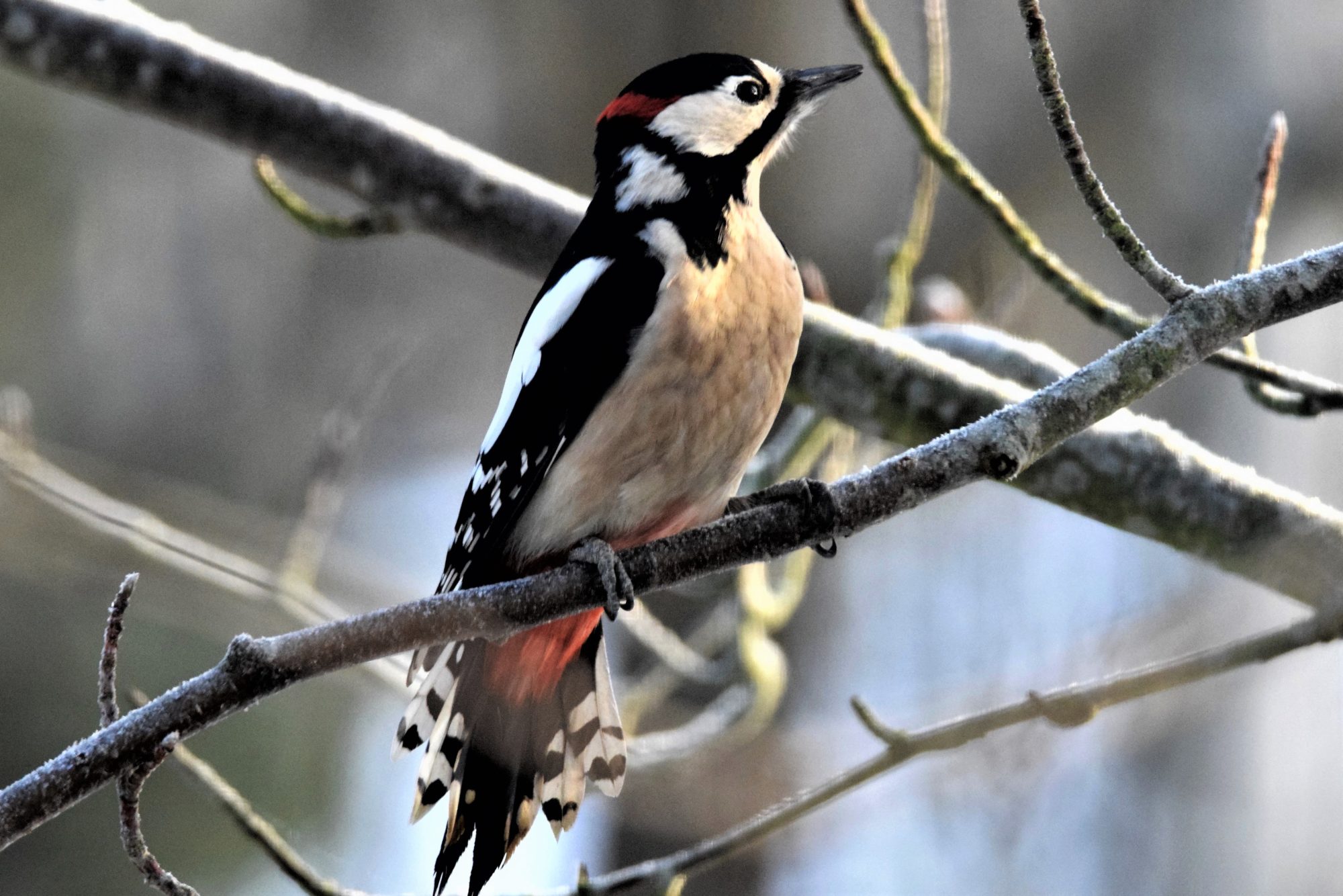 Valokuvaaja: Eetu Savolainen