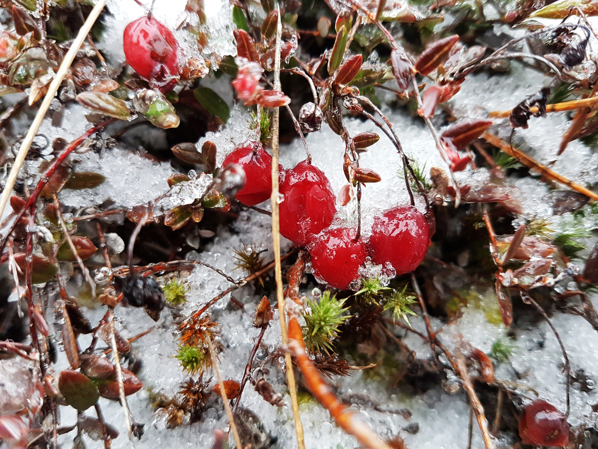 Valokuvaaja: Mirva Inkilä