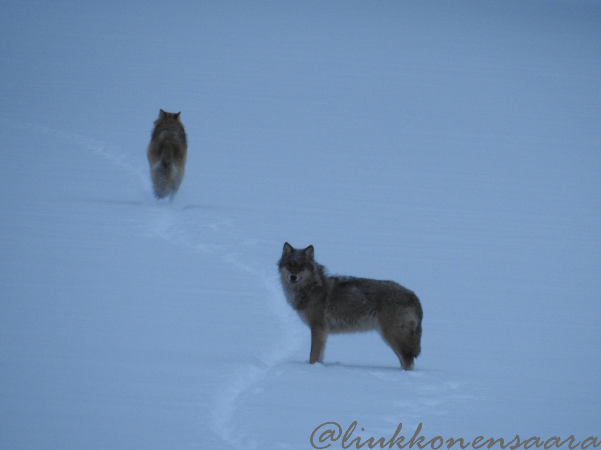 Valokuvaaja: Saara Liukkonen