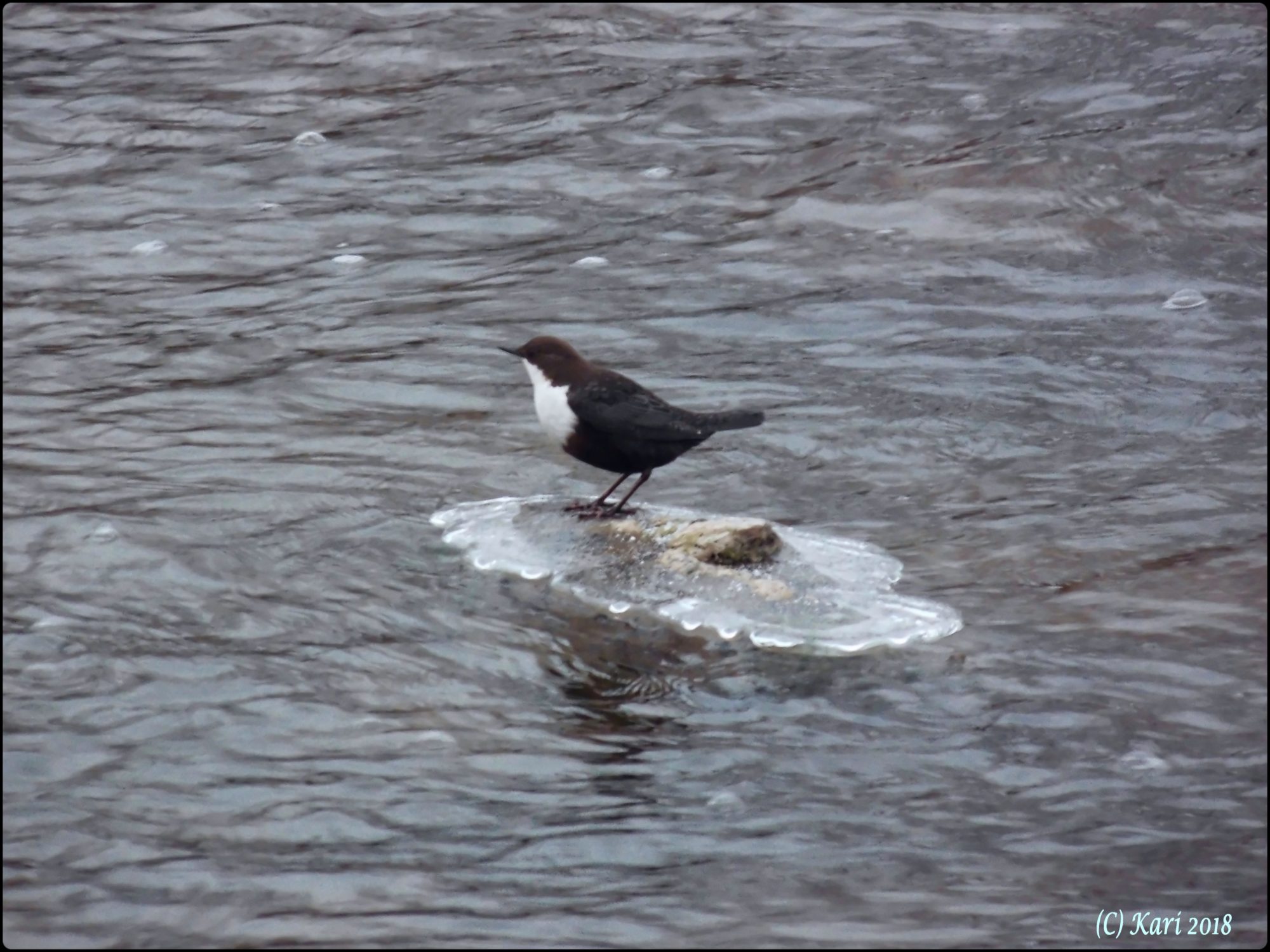 Valokuvaaja: Kari Saarinen