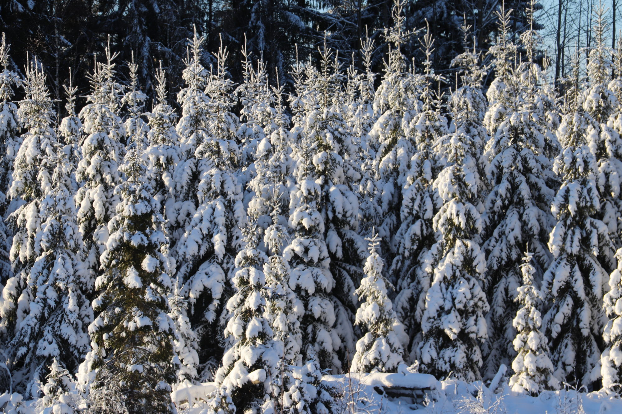 Valokuvaaja: sirpa jyske