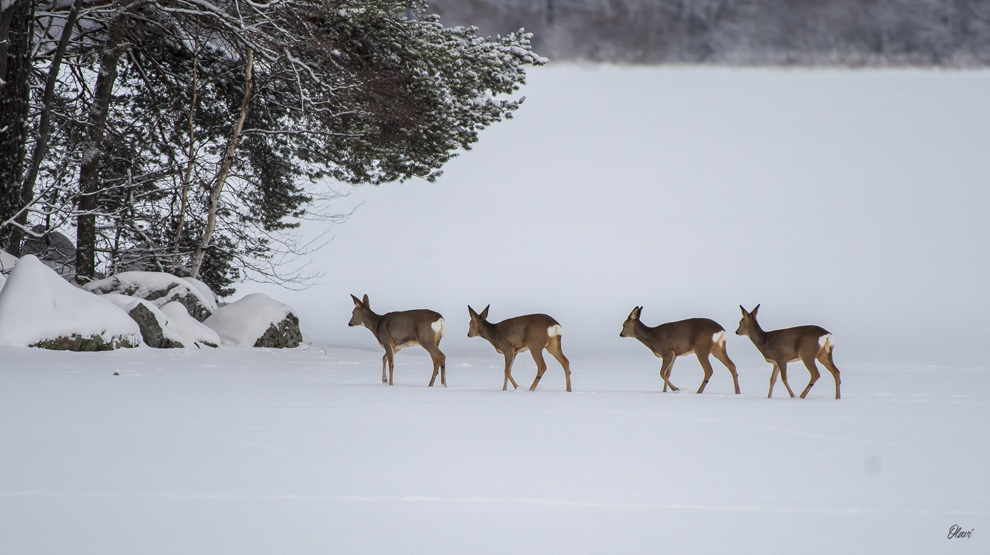 Valokuvaaja: Olavi Kangas Valokuvaaja: Olavi Kangas