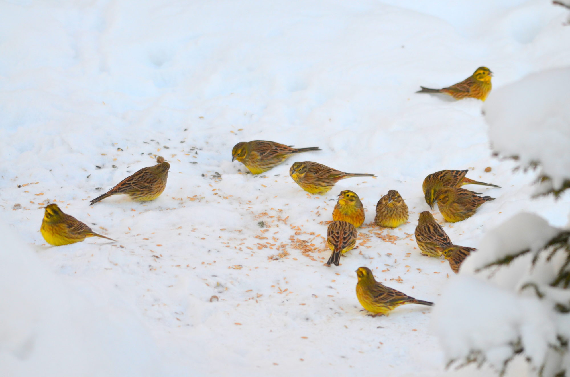 Valokuvaaja: Kaarlo Asikainen