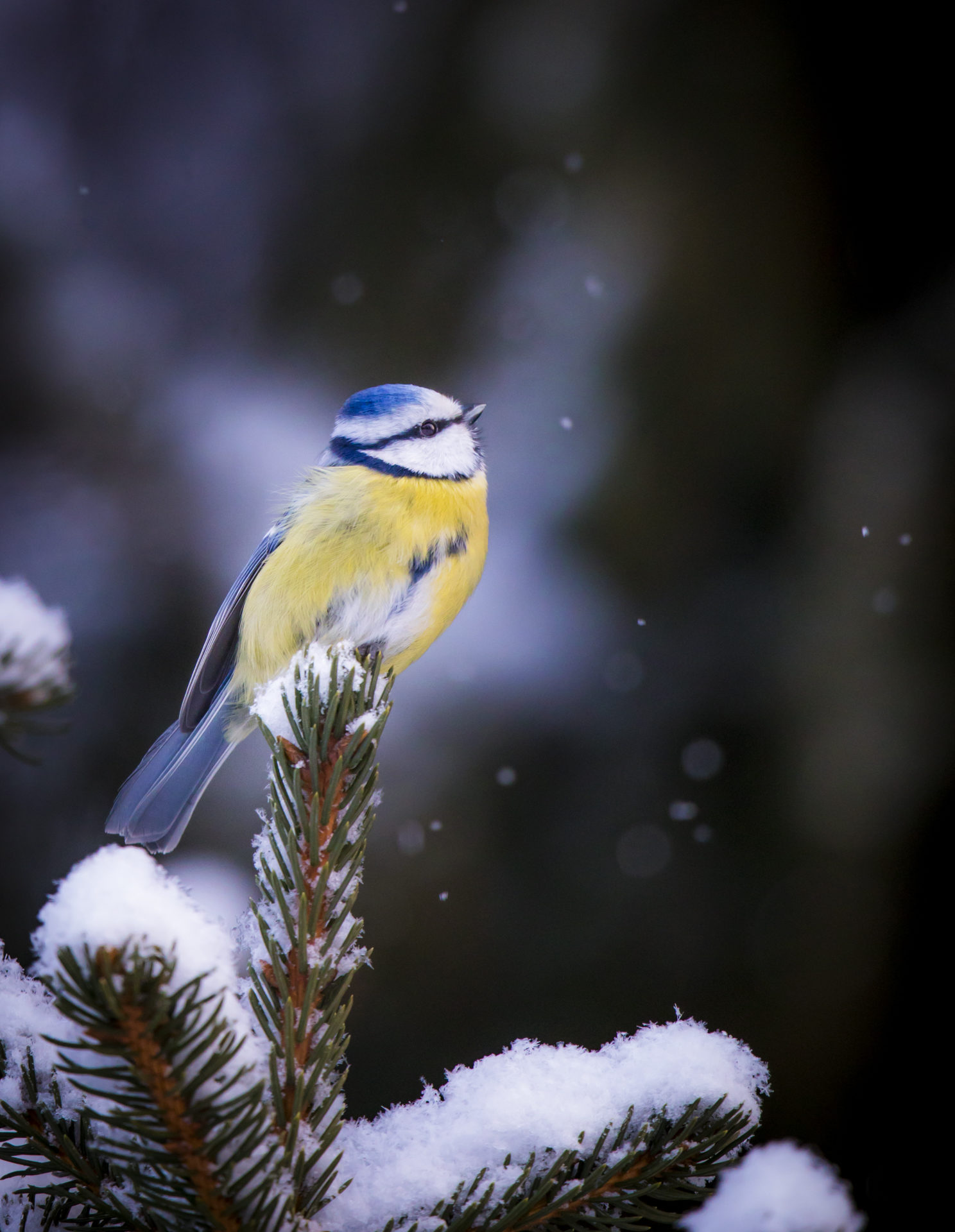 Valokuvaaja: Jukka Risikko Valokuvaaja: Jukka Risikko