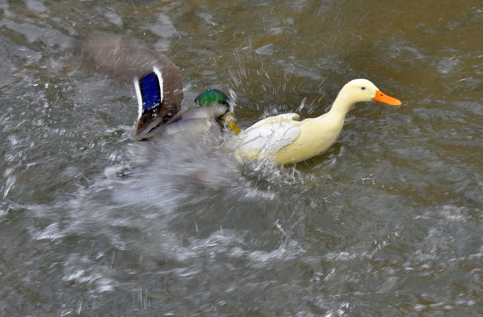 Valokuvaaja: Reijo Juurinen Valokuvaaja: Reijo Juurinen