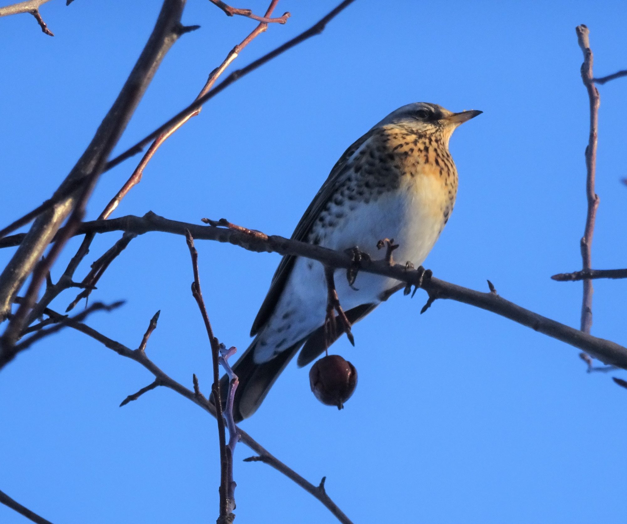 Valokuvaaja: Irja Lehtinen