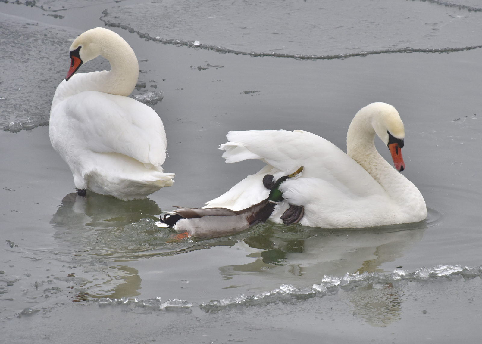 Valokuvaaja: Reijo Juurinen