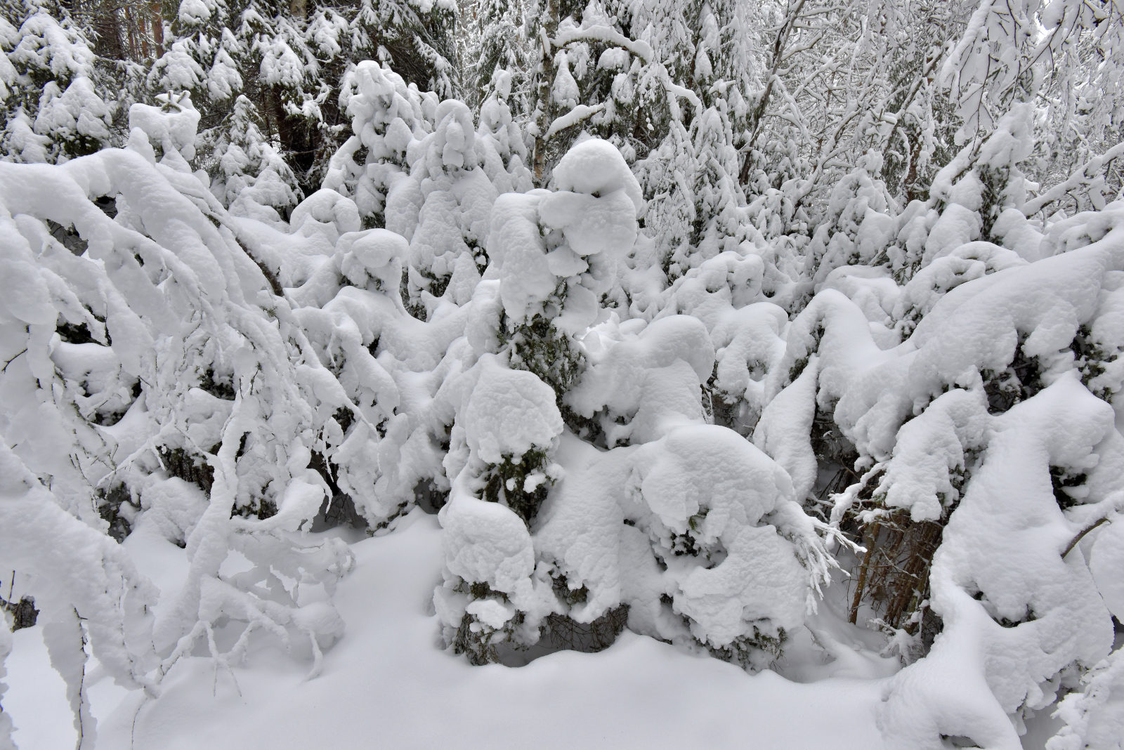 Valokuvaaja: Reijo Juurinen