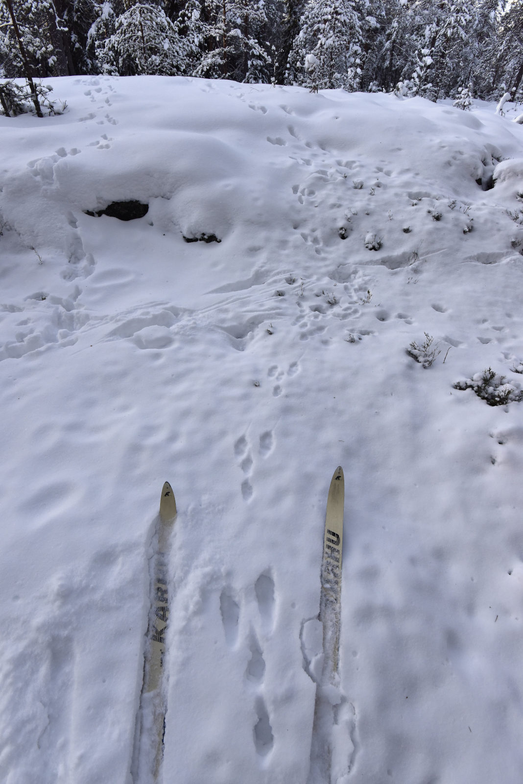 Valokuvaaja: Reijo Juurinen