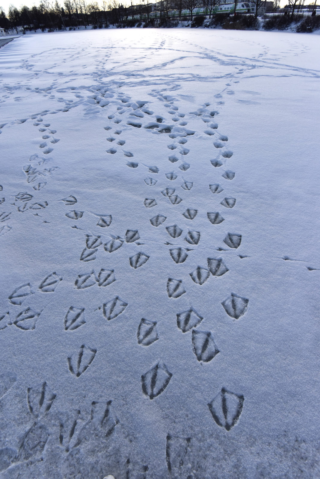 Valokuvaaja: Reijo Juurinen