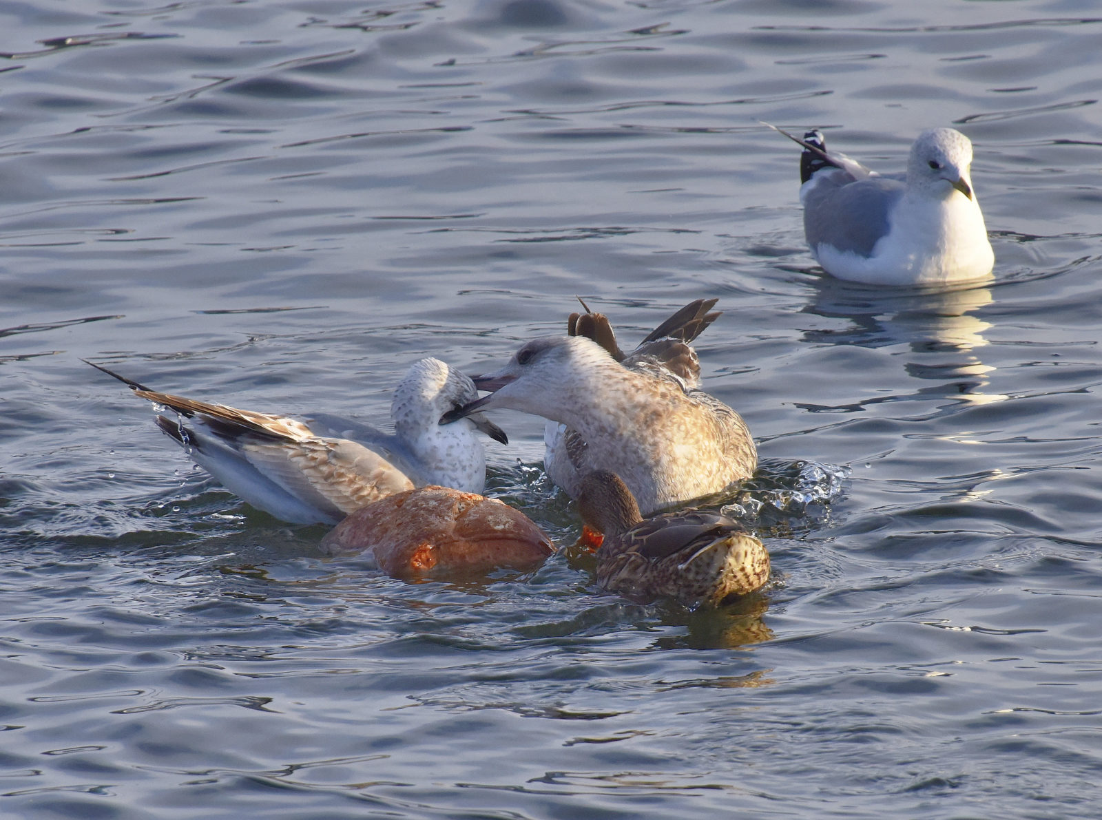 Valokuvaaja: Reijo Juurinen