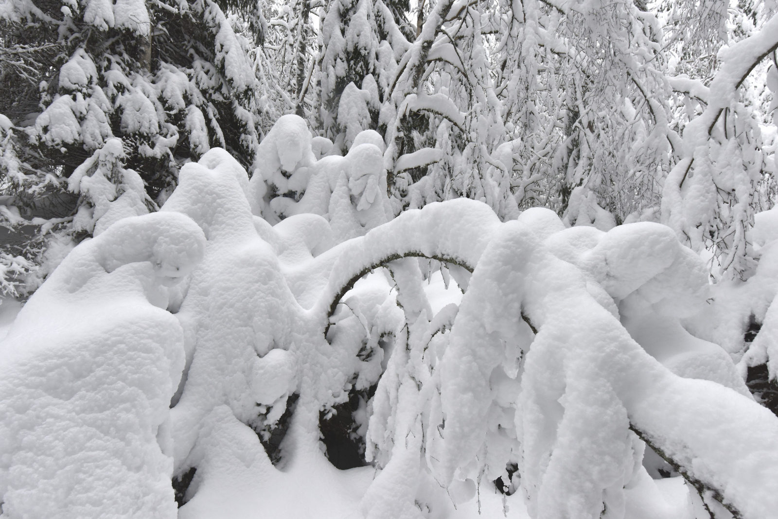 Valokuvaaja: Reijo Juurinen Valokuvaaja: Reijo Juurinen