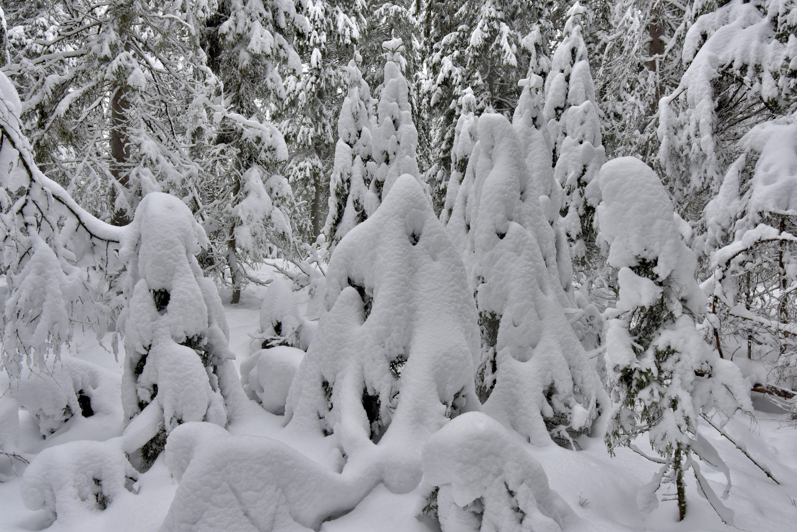 Valokuvaaja: Reijo Juurinen