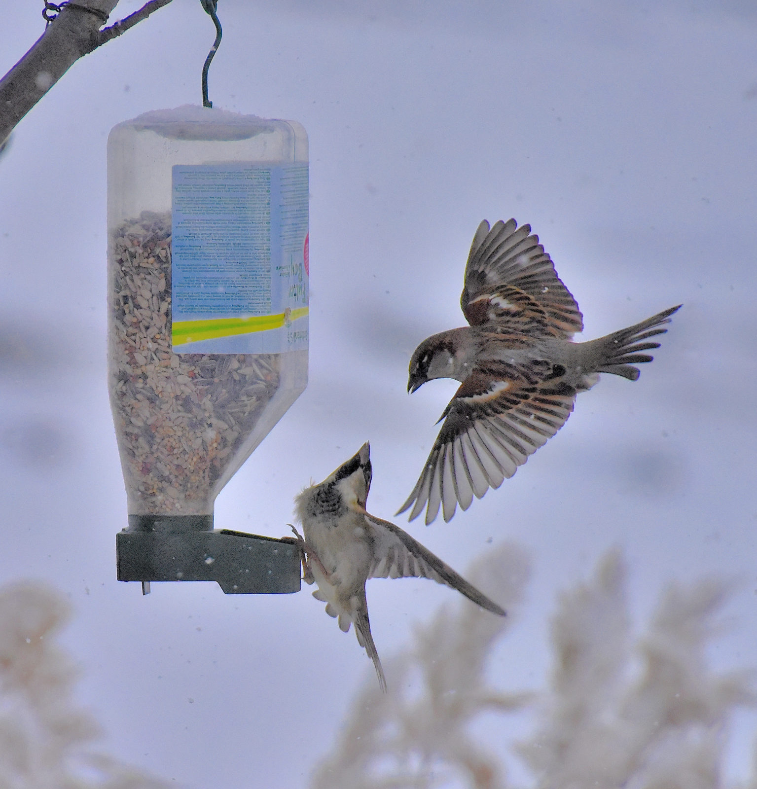 Valokuvaaja: Reijo Juurinen