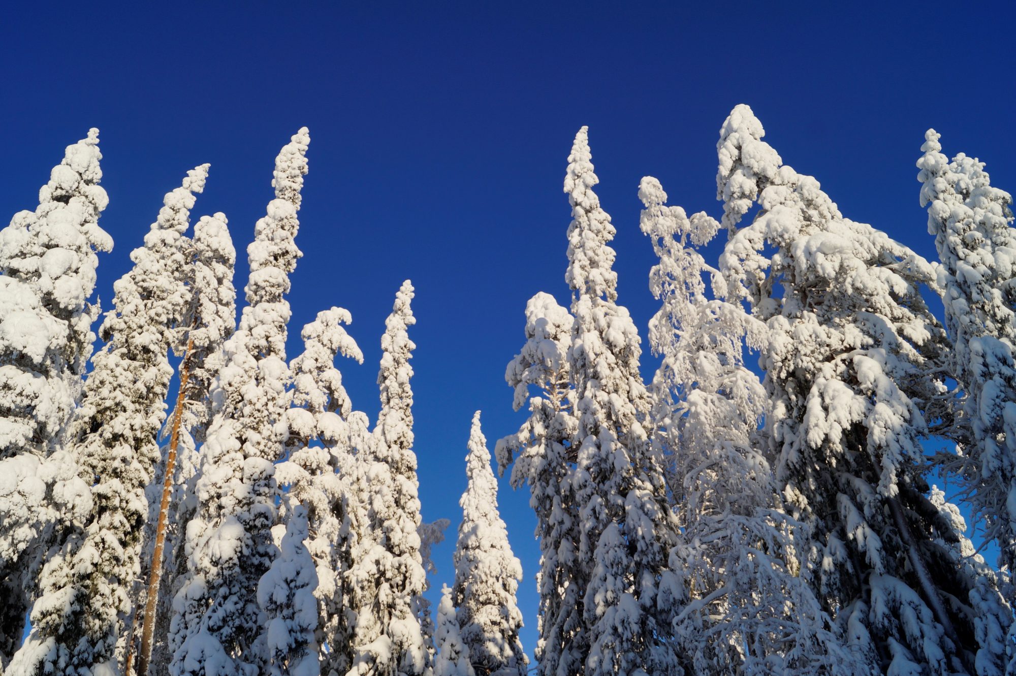 Valokuvaaja: Maarit Siitonen
