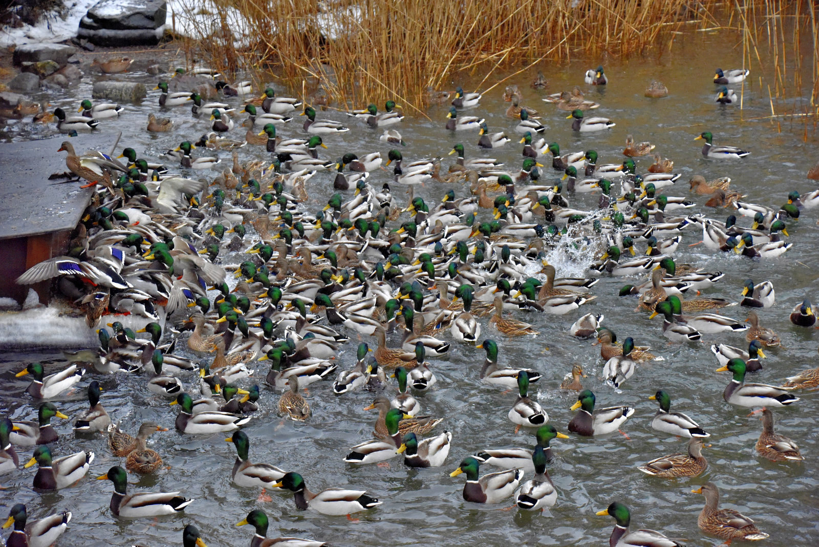 Valokuvaaja: Reijo Juurinen