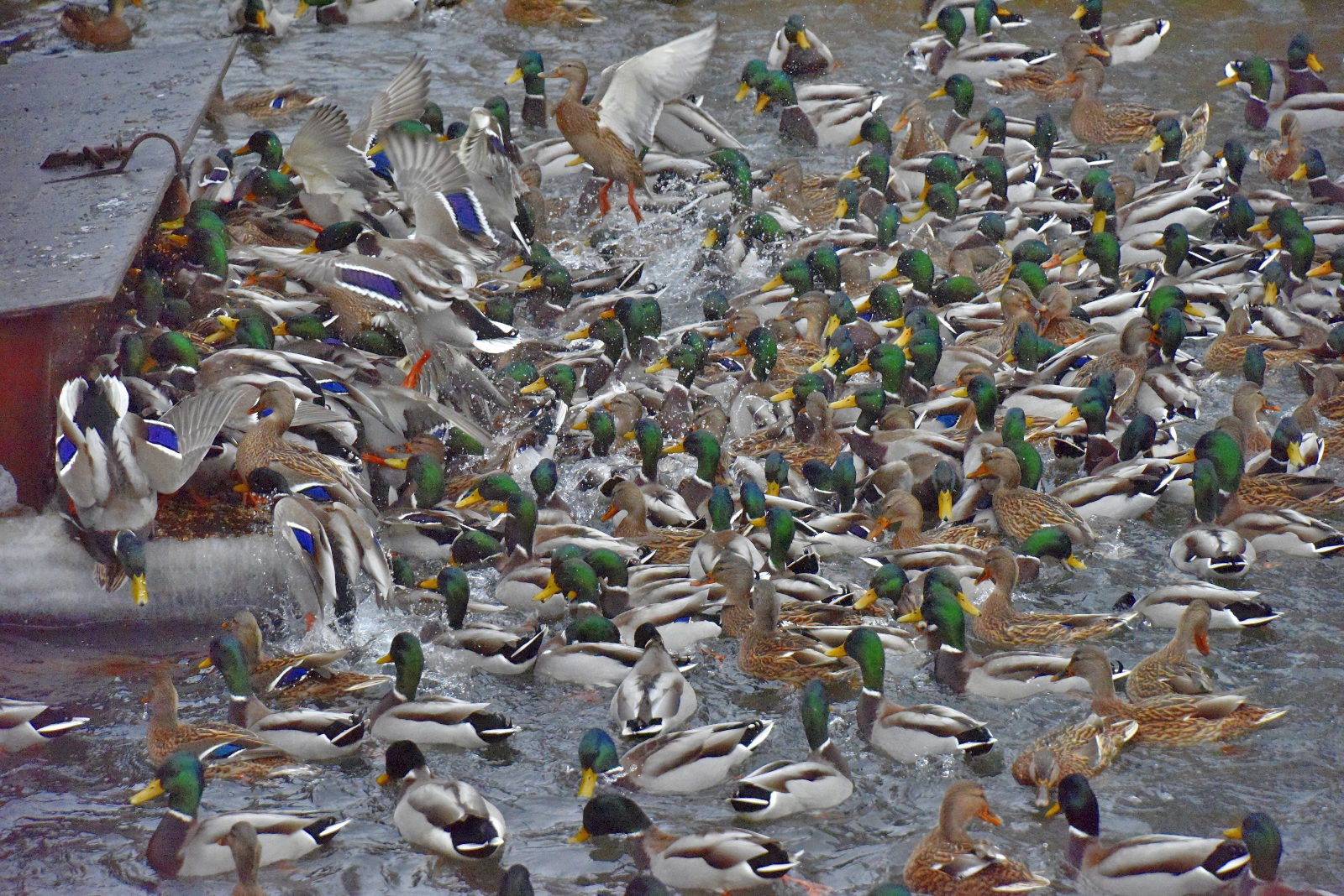 Valokuvaaja: Reijo Juurinen