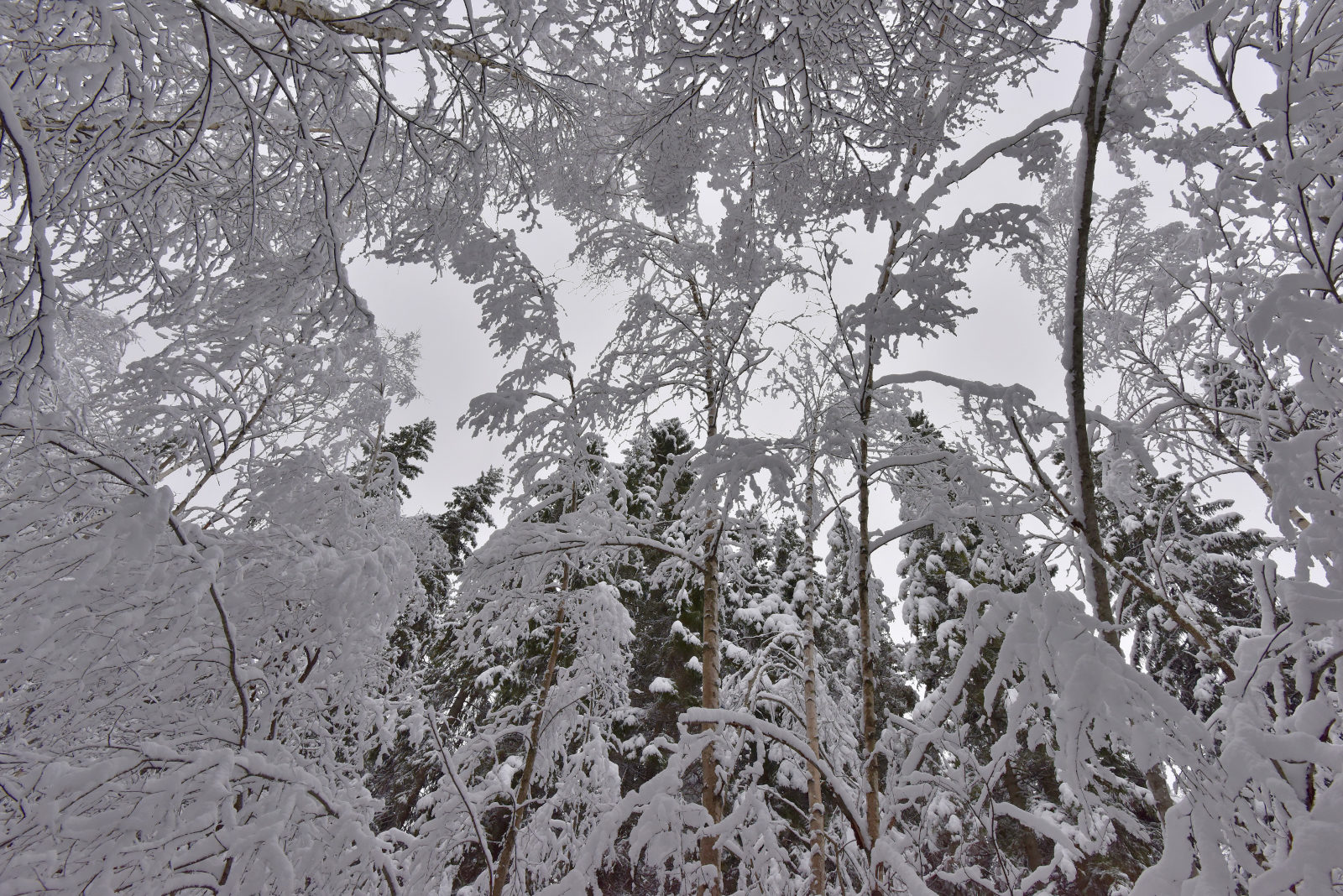 Valokuvaaja: Reijo Juurinen