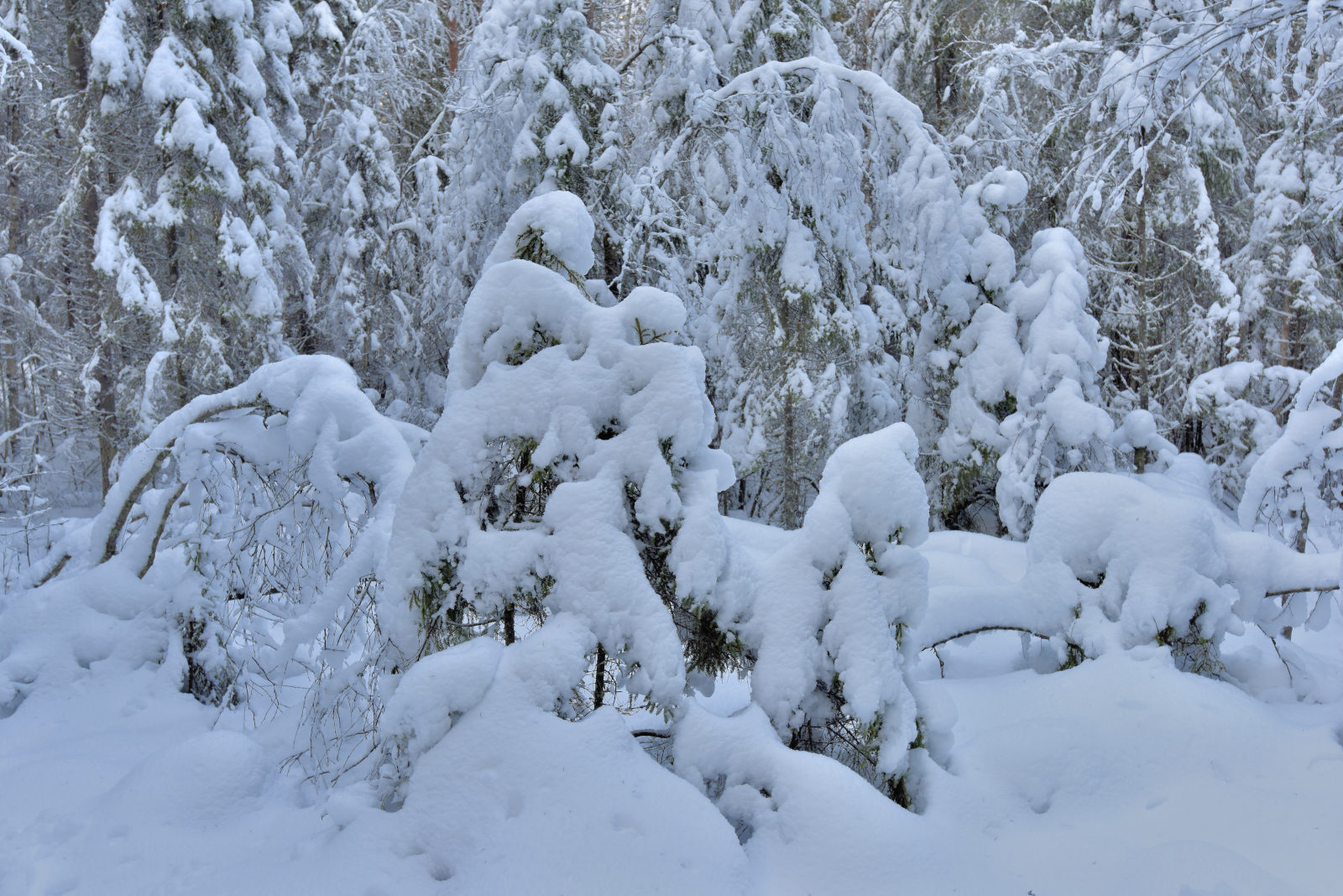 Valokuvaaja: Reijo Juurinen