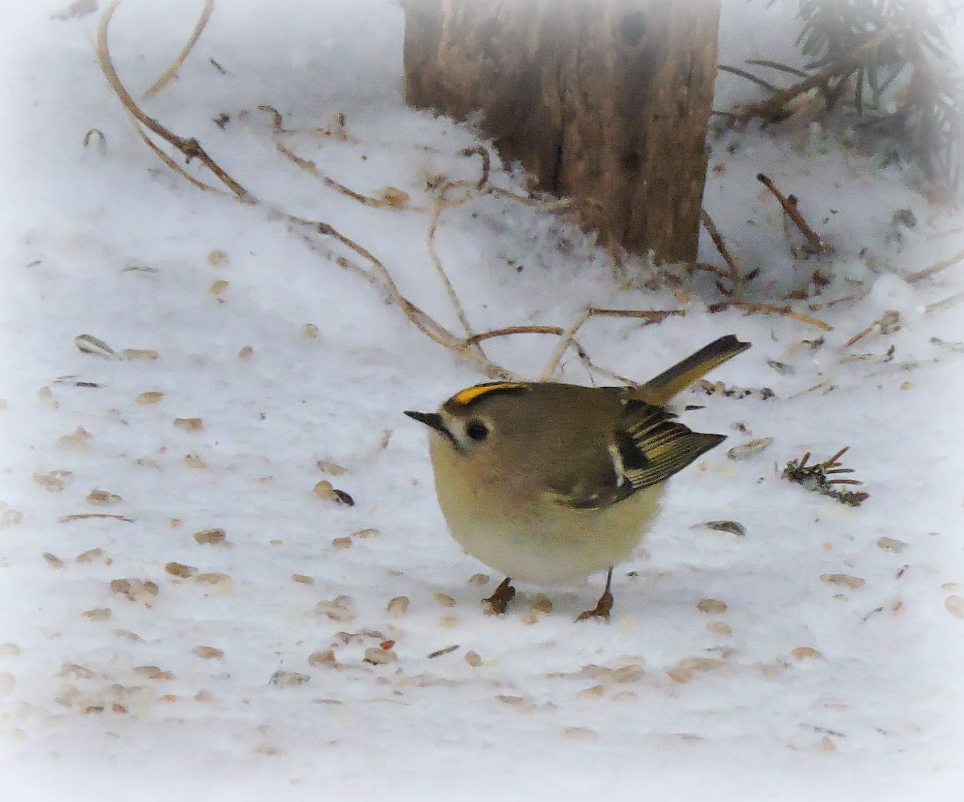 Valokuvaaja: Annikki Kärkkäinen Valokuvaaja: Annikki Kärkkäinen