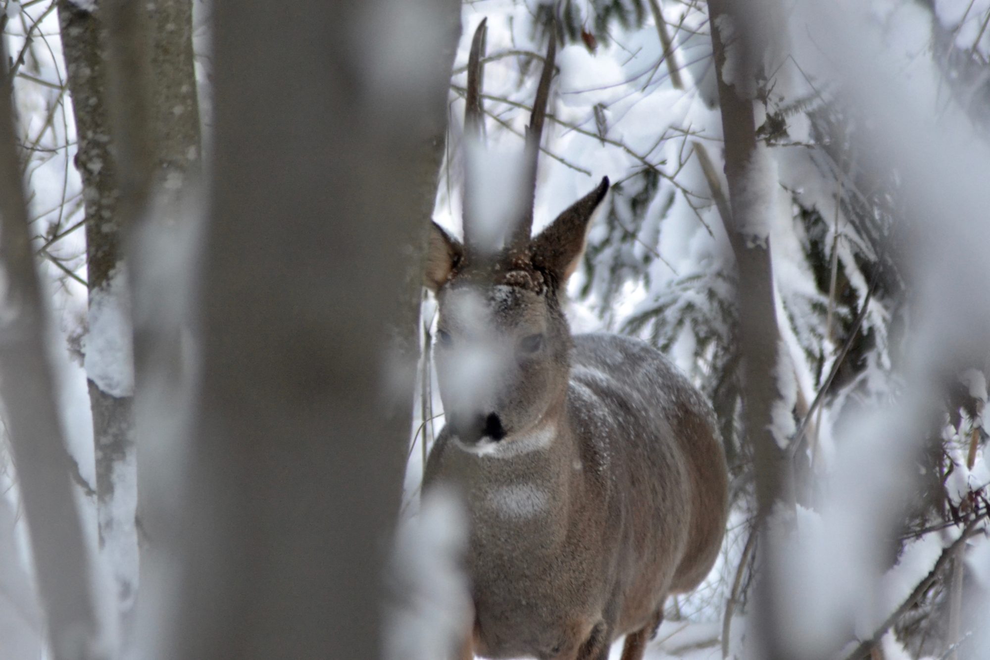 Valokuvaaja: Eelis Maljonen