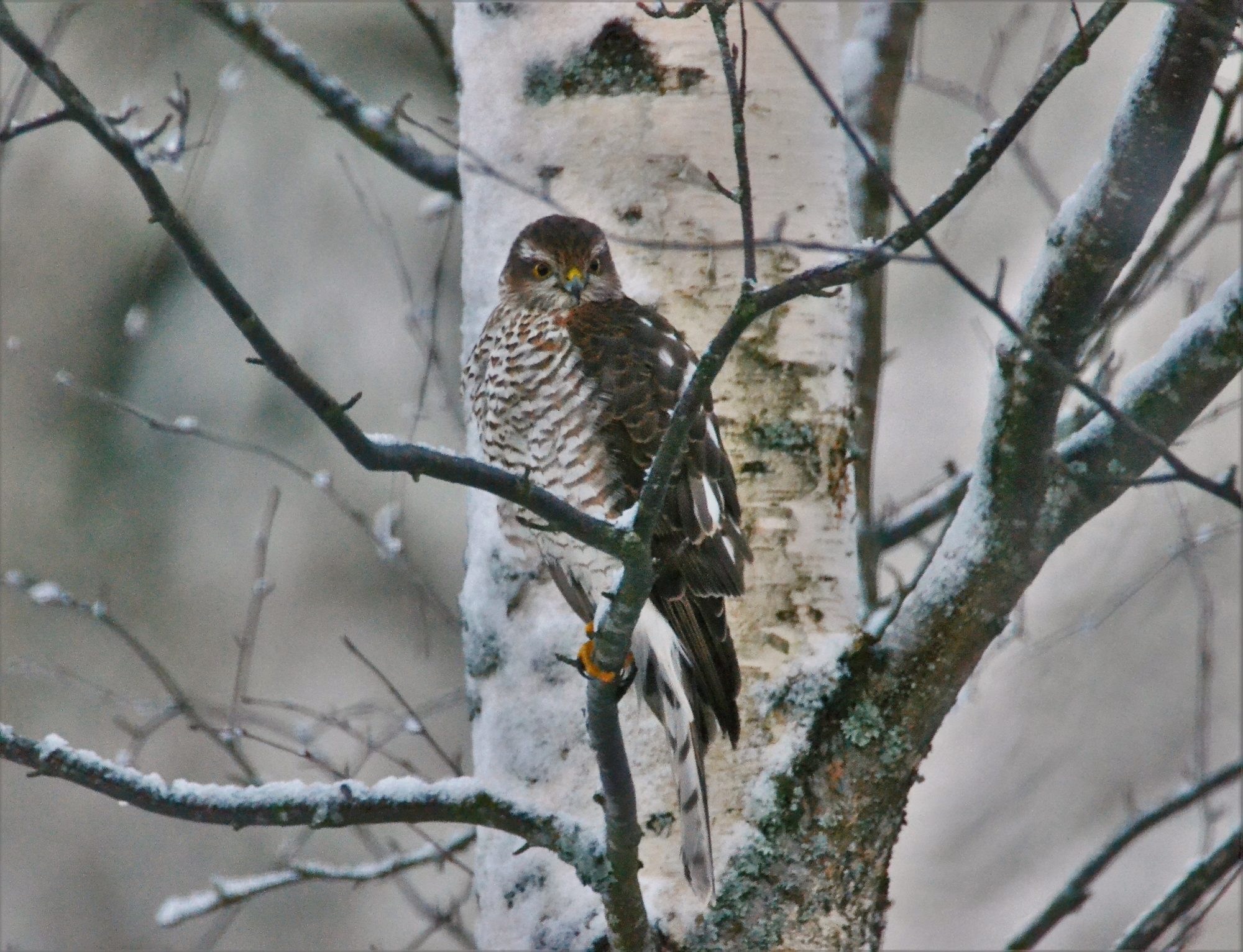 Valokuvaaja: satu välimaa