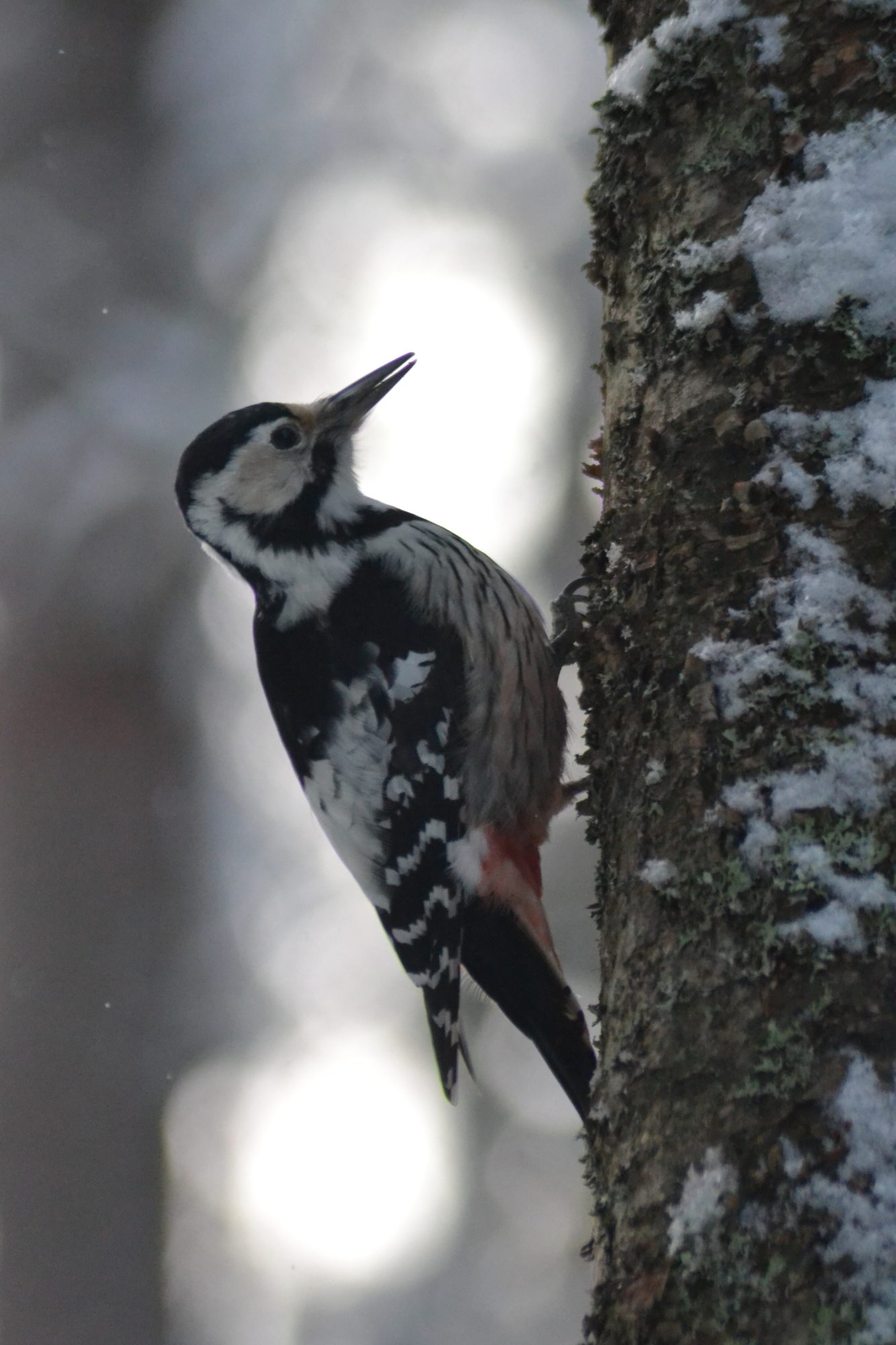 Valokuvaaja: Eelis Maljonen