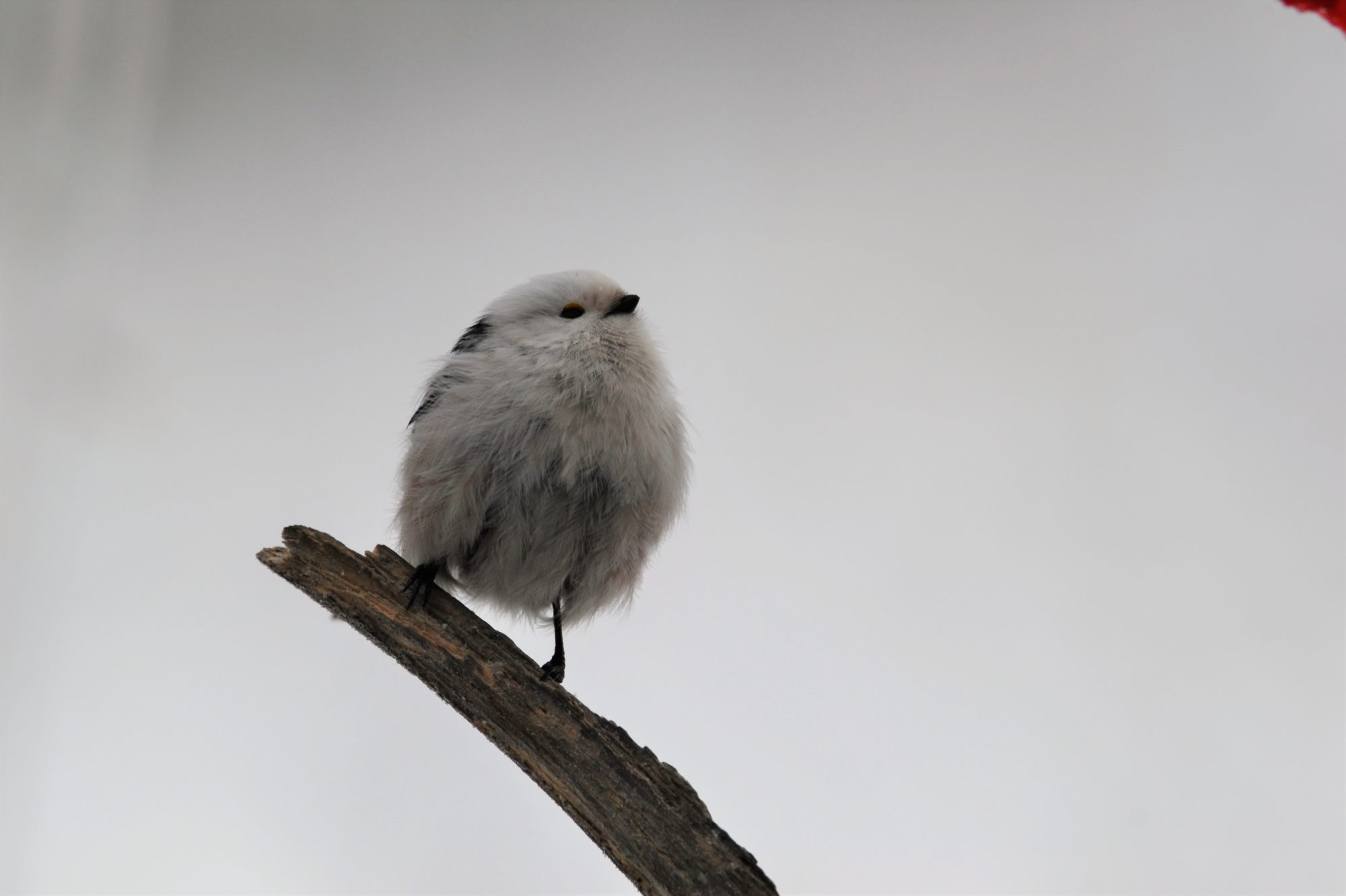 Valokuvaaja: satu välimaa