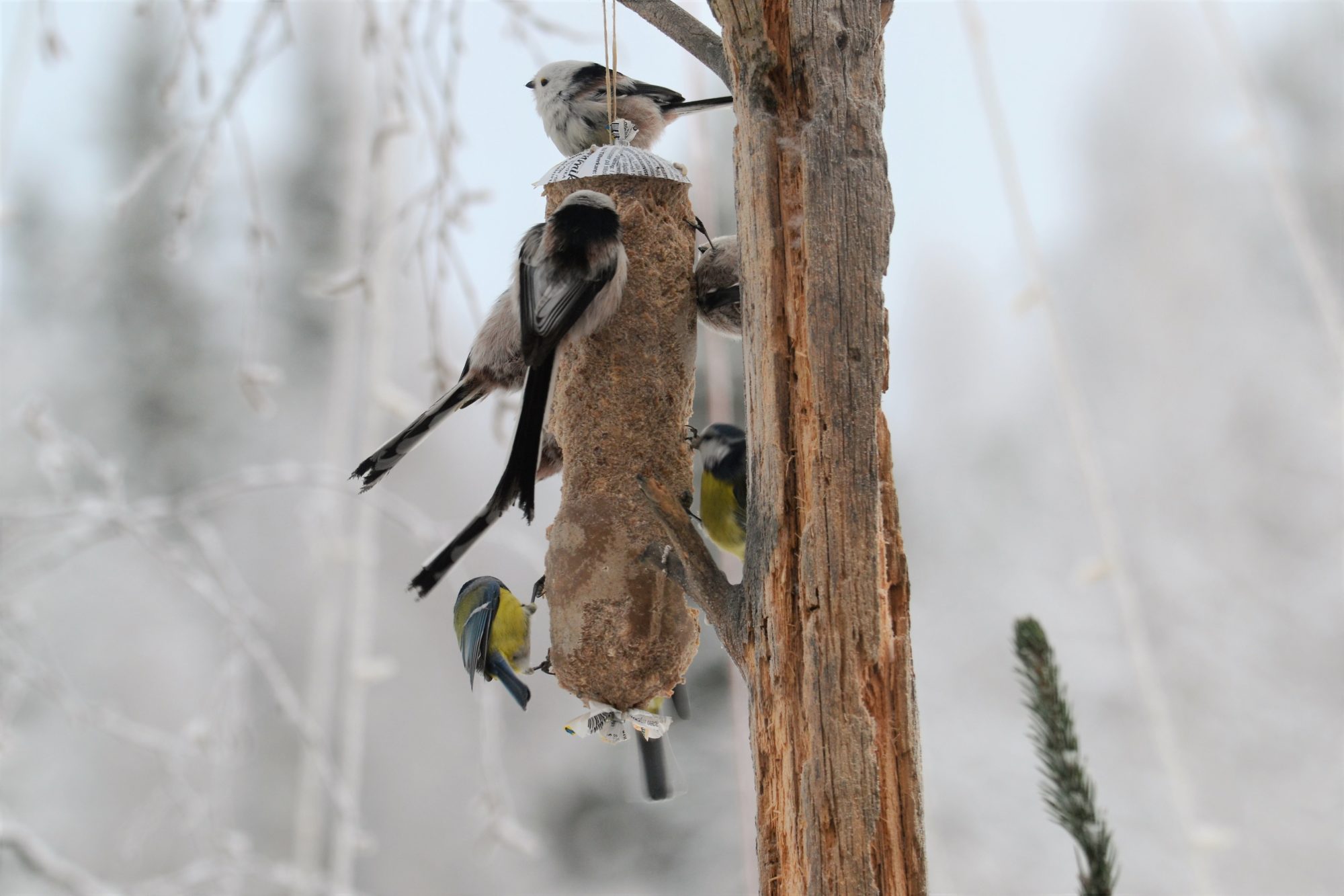 Valokuvaaja: satu välimaa
