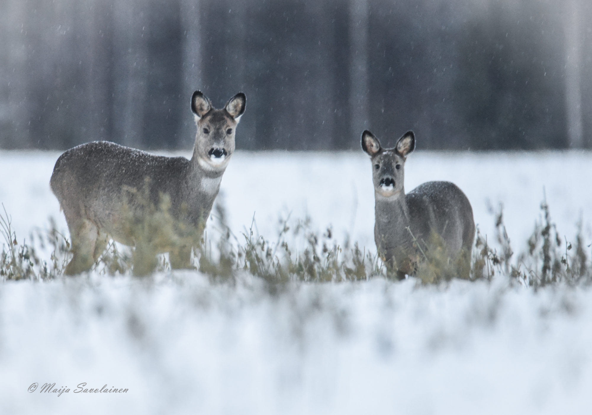 Valokuvaaja: Maija Savolainen