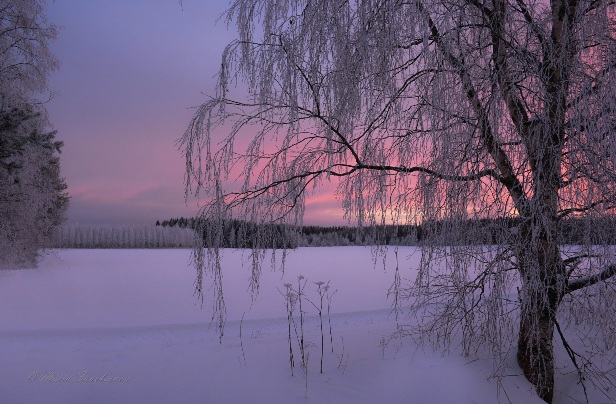 Valokuvaaja: Maija Savolainen